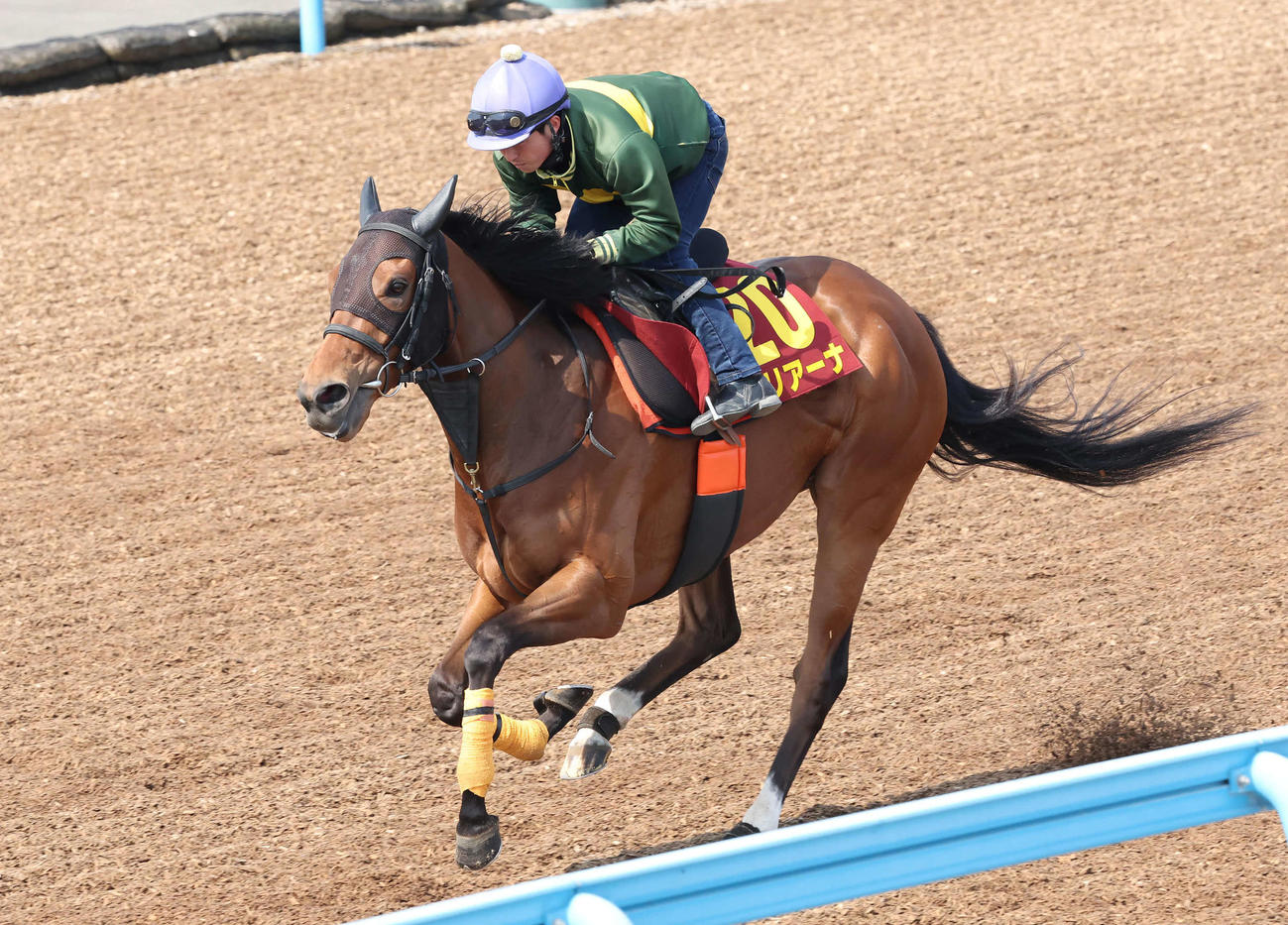 モリアーナは武藤騎手を背に美浦ウッドを単走で追い切られた（撮影・丹羽敏通）