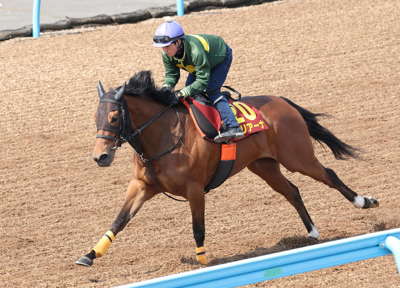 モリアーナは武藤騎手を背に美浦ウッドを単走で追い切られた（撮影・丹羽敏通）