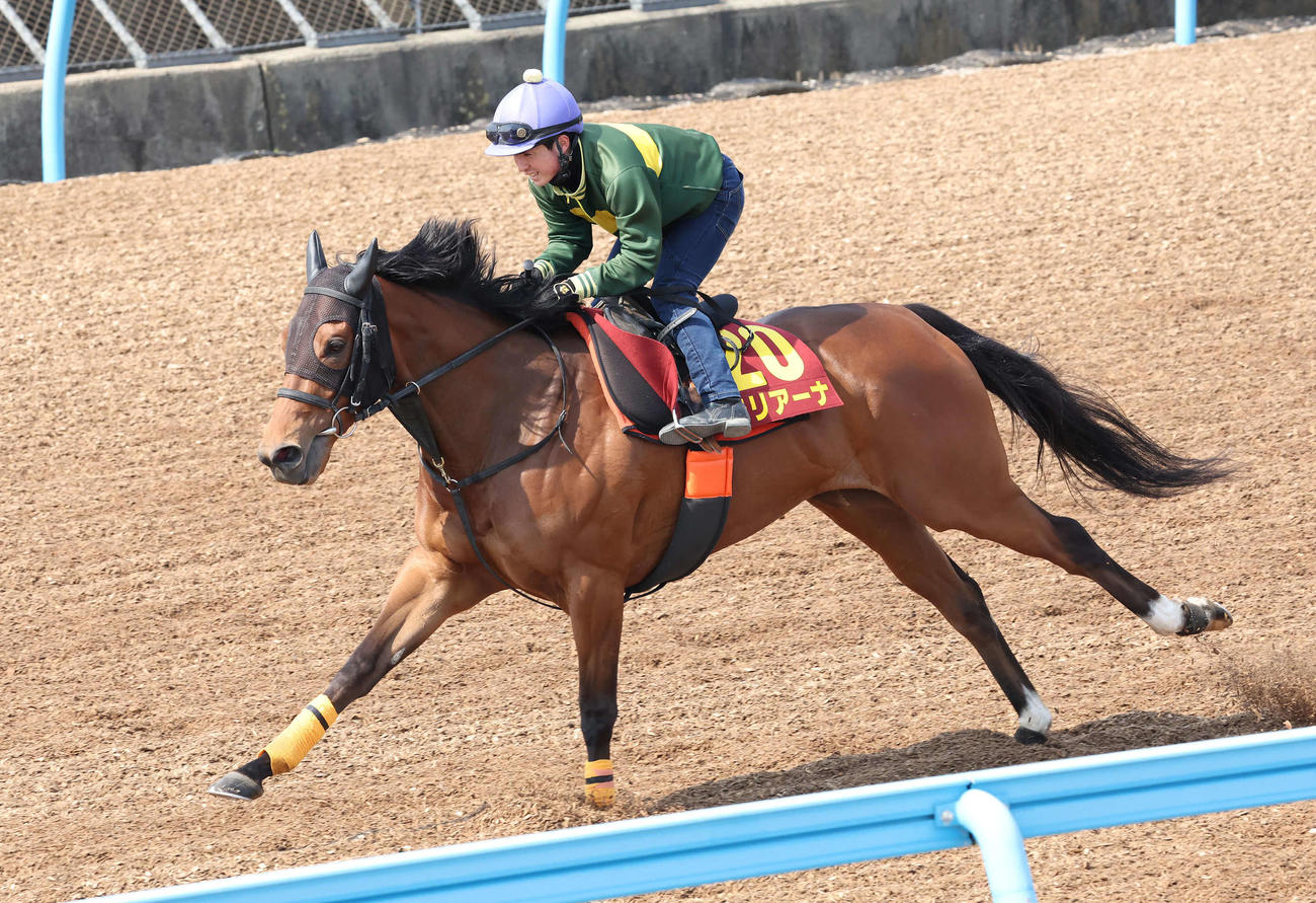 モリアーナは武藤騎手を背に美浦ウッドを単走で追い切られた（撮影・丹羽敏通）