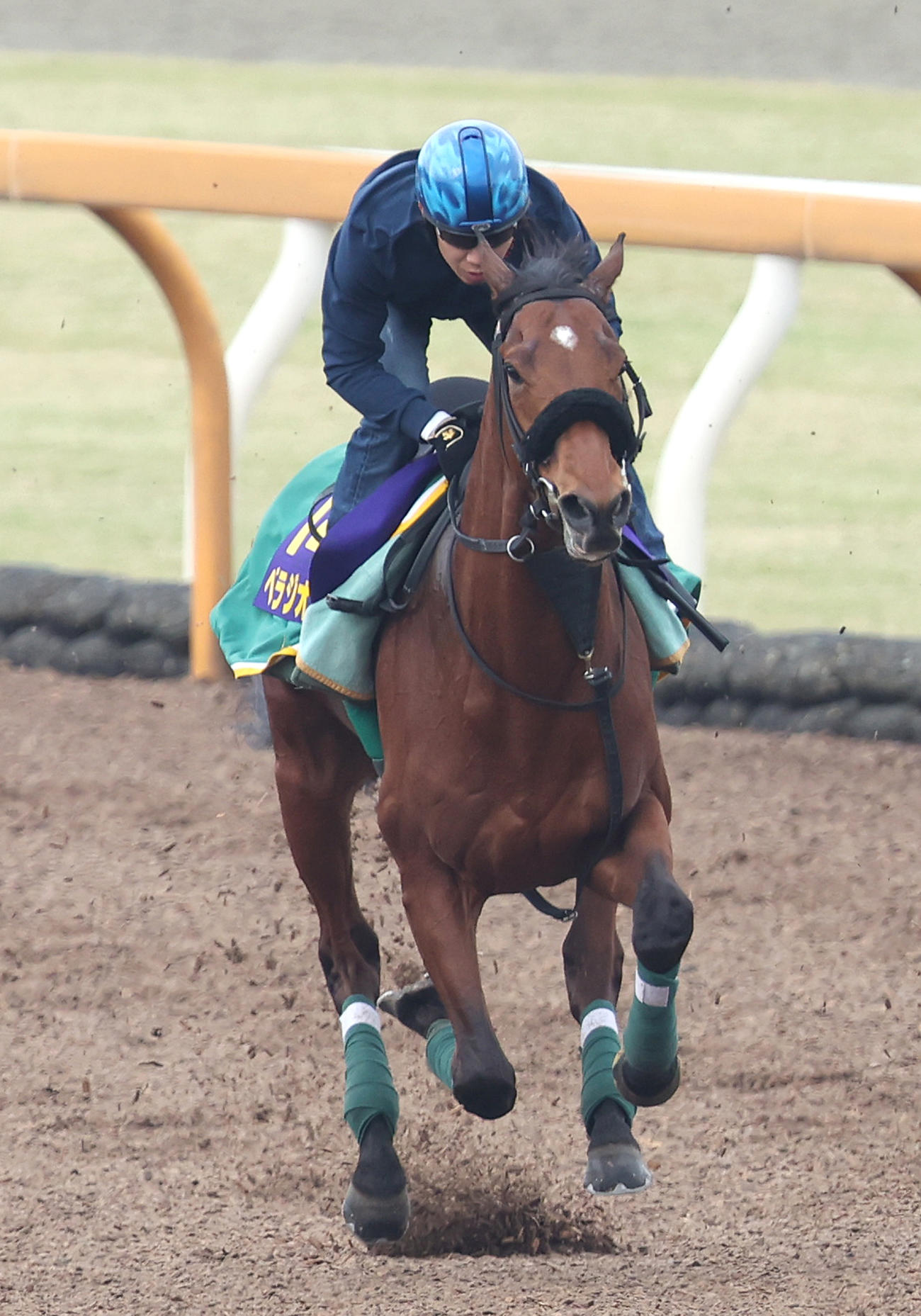 田辺騎手を背にCウッドで追い切るベラジオオペラ（撮影・白石智彦）