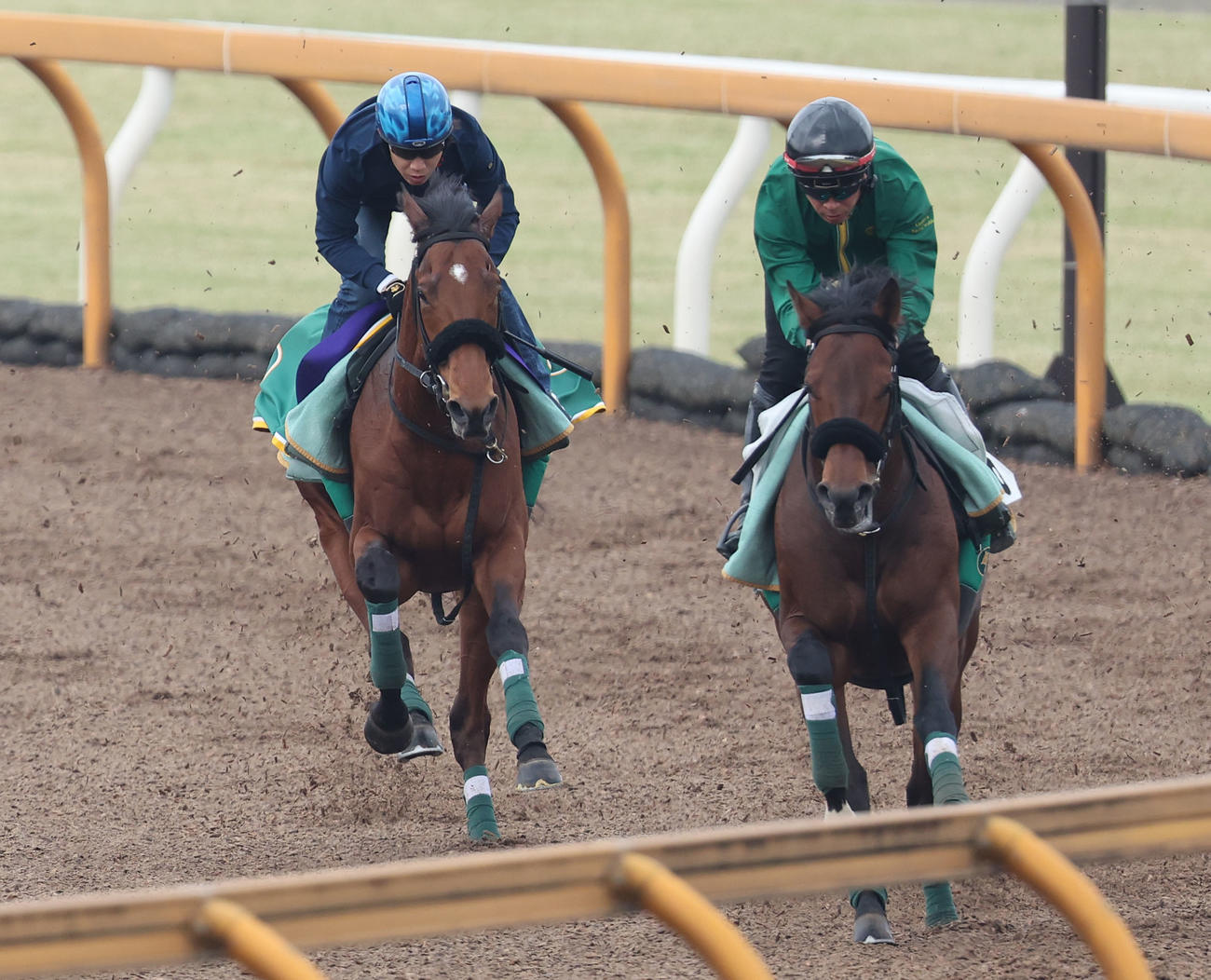田辺騎手を背にCウッドをモズリッキー（右）と併せ馬で追い切るベラジオオペラ（撮影・白石智彦）
