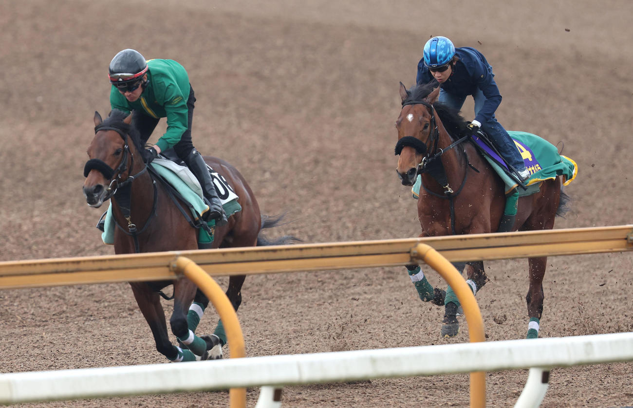 田辺騎手を背にCウッドをモズリッキー（左）と併せ馬で追い切るベラジオオペラ（撮影・白石智彦）