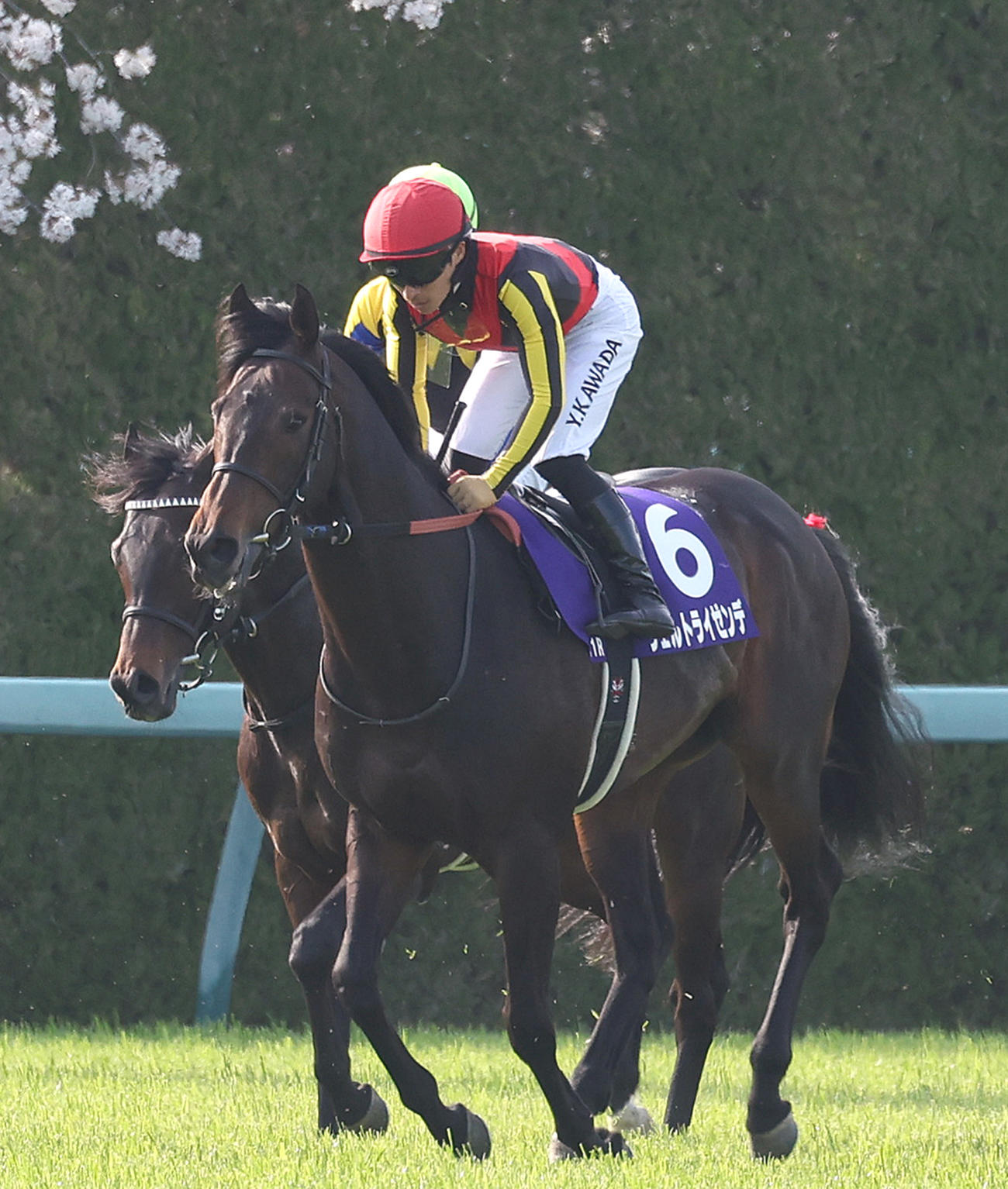 2日、大阪杯9着に敗れたヴェルトライゼンデ