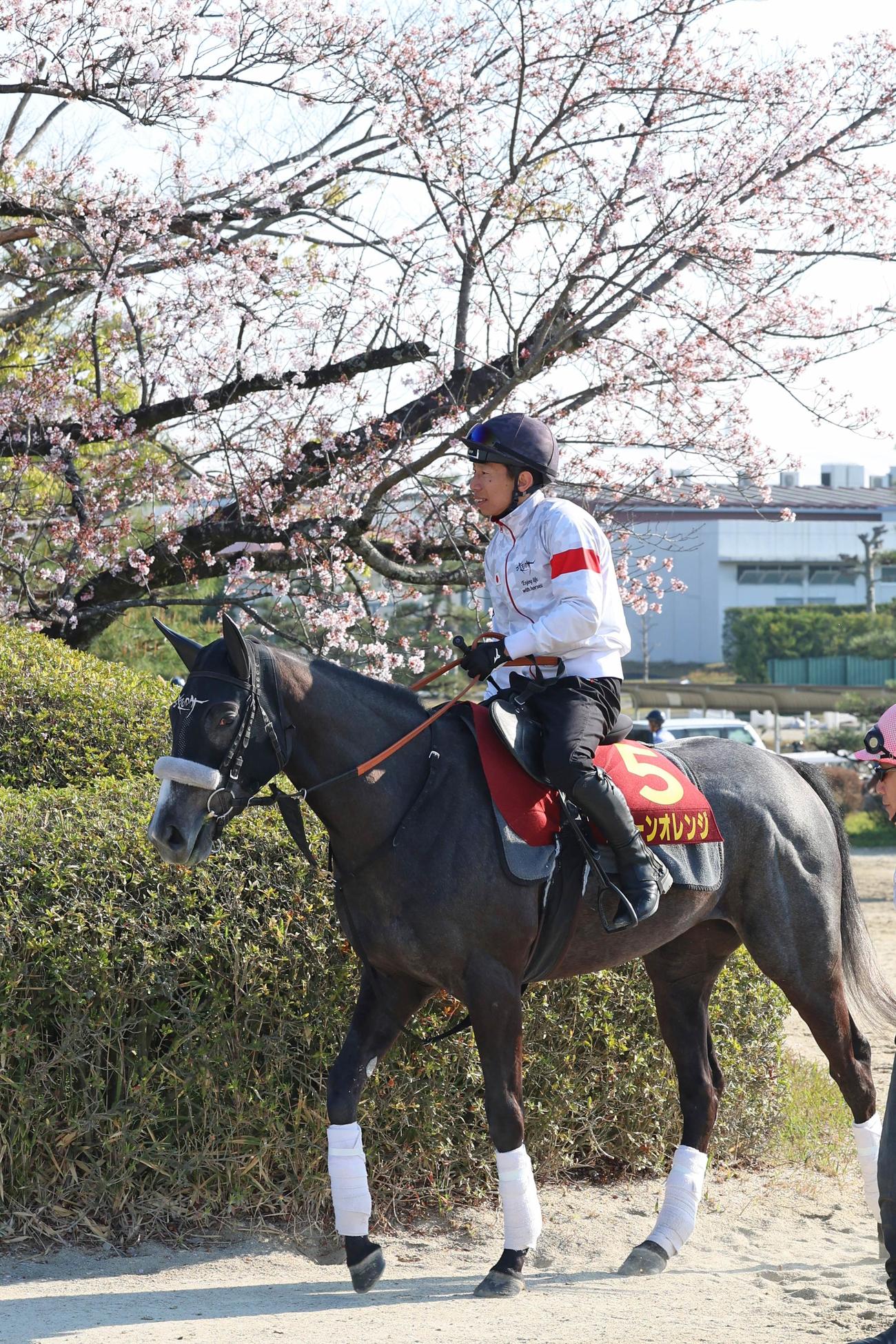 4日、角馬場へ向かうジューンオレンジ