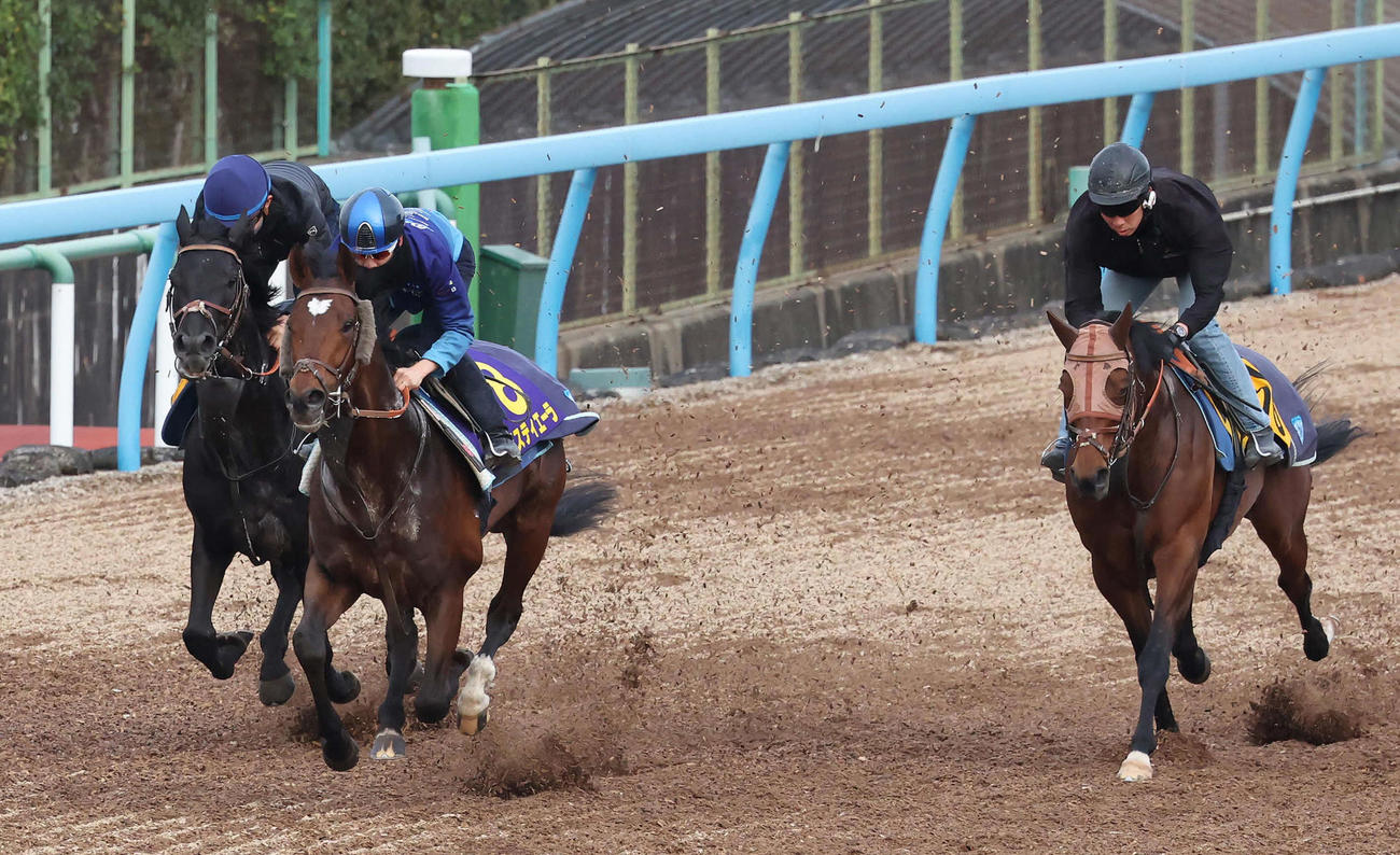 松山騎手を背にタスティエーラ（中央）は美浦ウッドで古馬を相手に3頭併せで追い切られた（撮影・丹羽敏通）