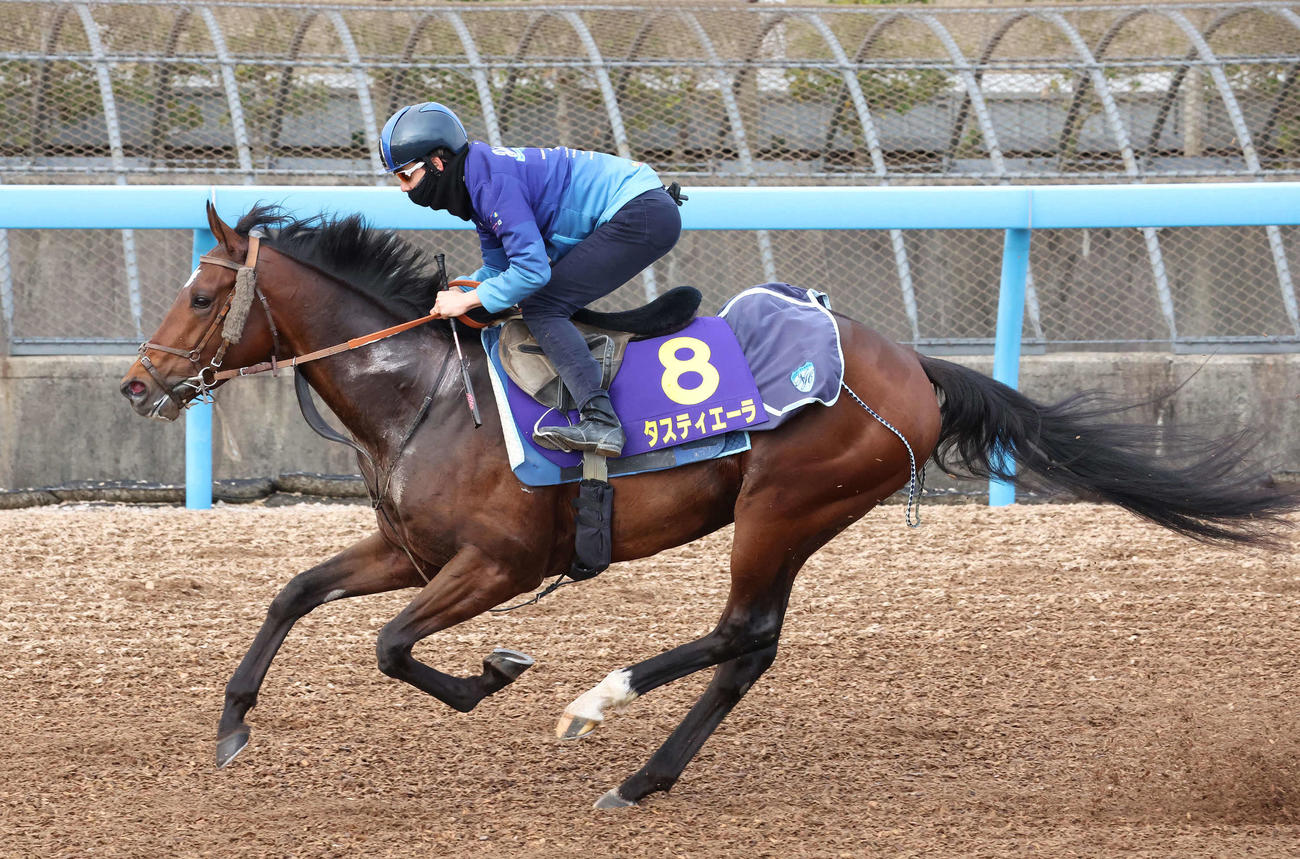 タスティエーラは松山騎手を背に美浦ウッド力強い伸びを見せた（撮影・丹羽敏通）