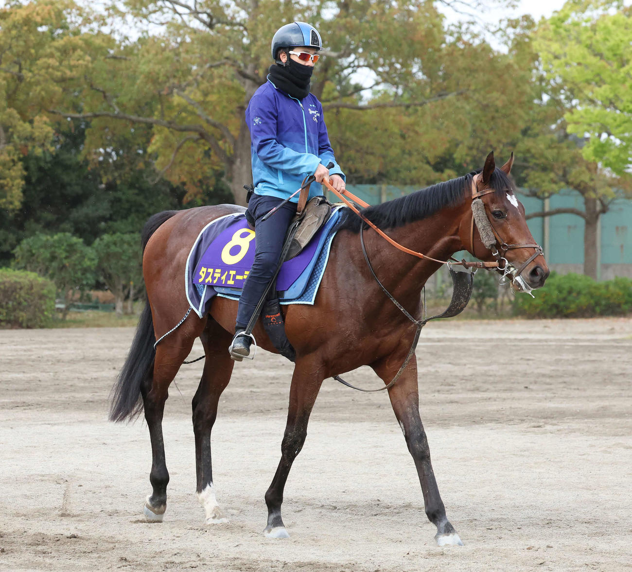 追い切りを終えて馬場を出るタスティエーラと松山騎手（撮影・丹羽敏通）