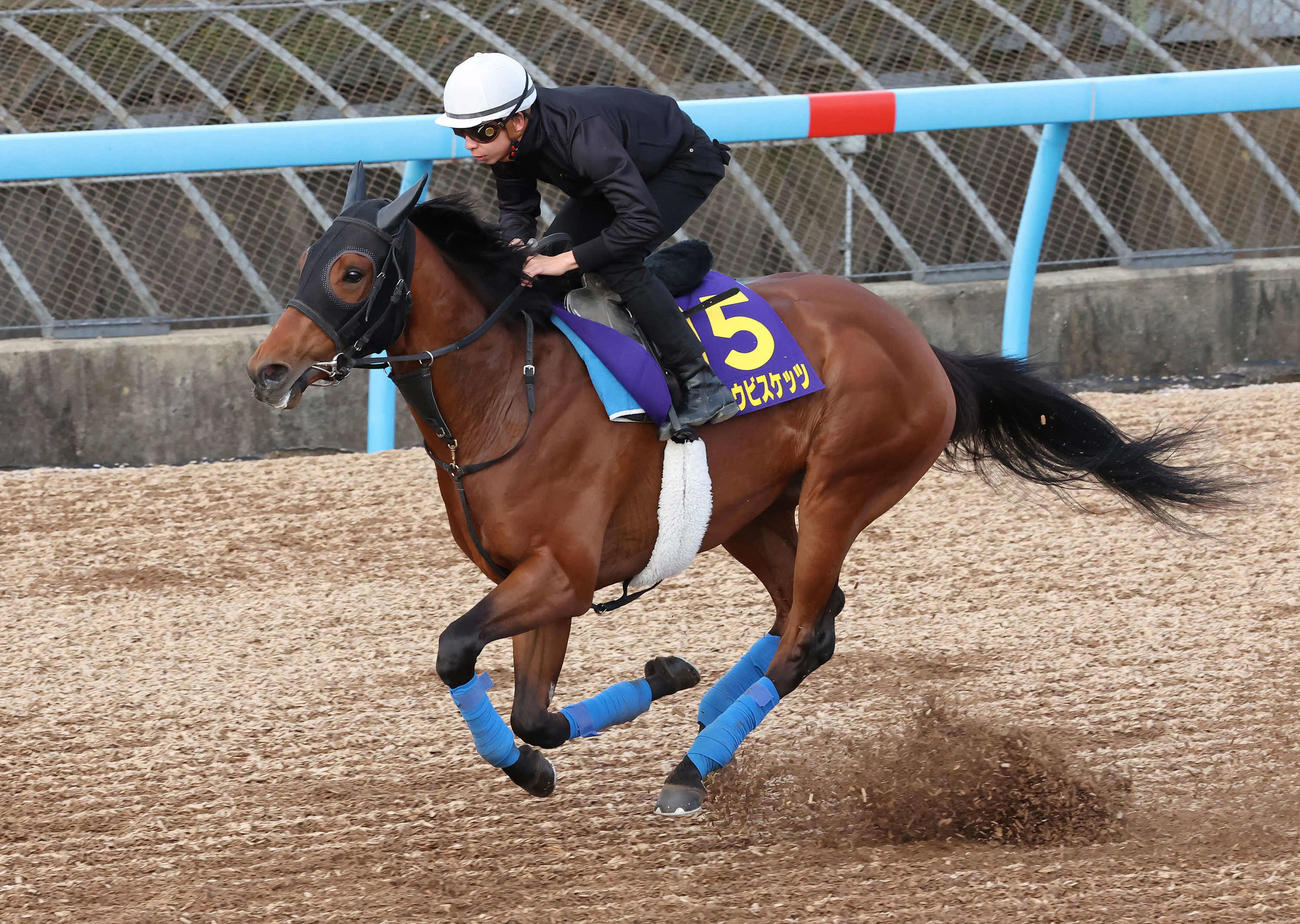 ホウオウビスケッツは横山和騎手を背に美浦ウッドを単走で追い切られた（撮影・丹羽敏通）