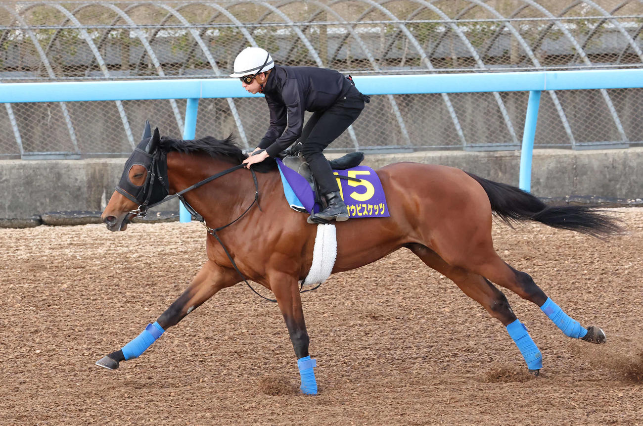 ホウオウビスケッツは横山和騎手を背に美浦ウッドを単走で追い切られた（撮影・丹羽敏通）