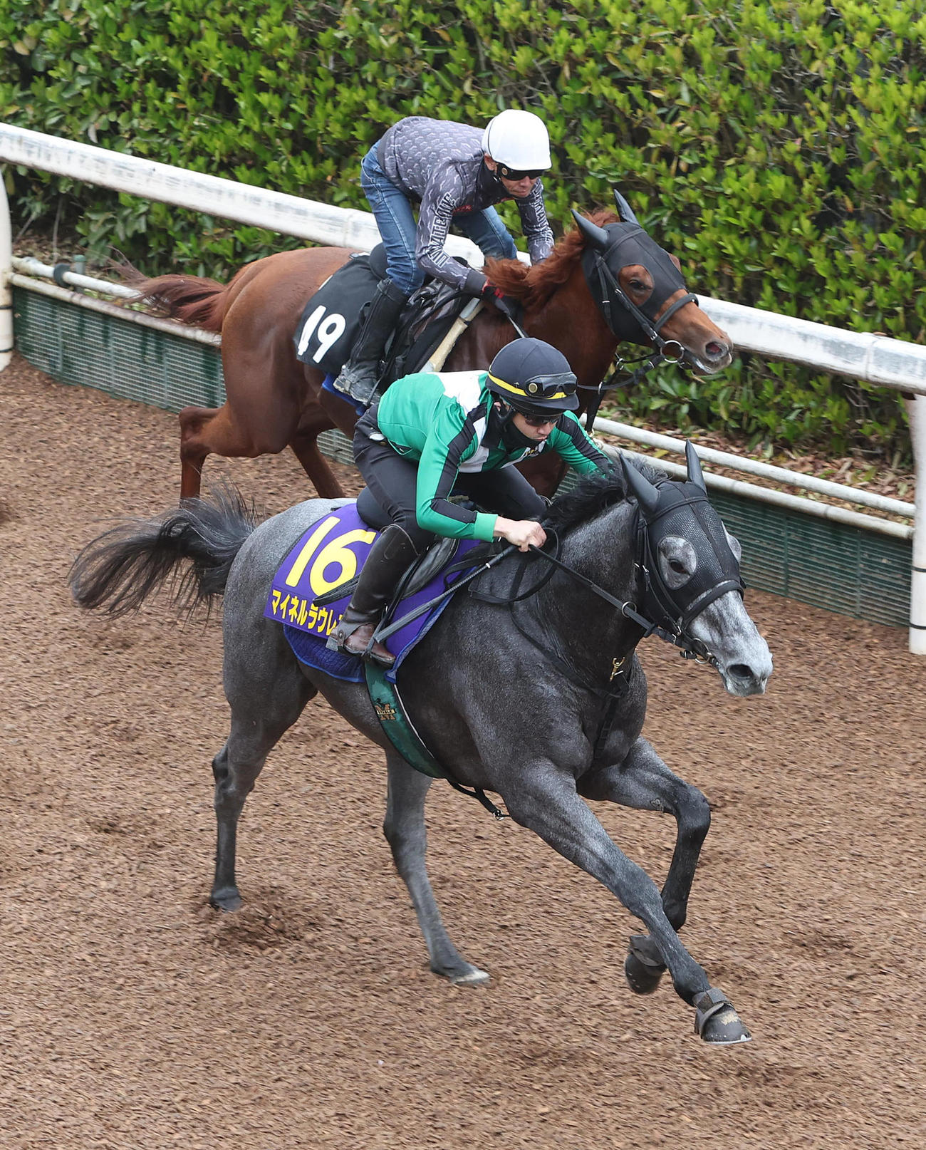 マイネルラウレア（手前）は坂路でアナザーエースと併せて追い切られた（撮影・白石智彦）