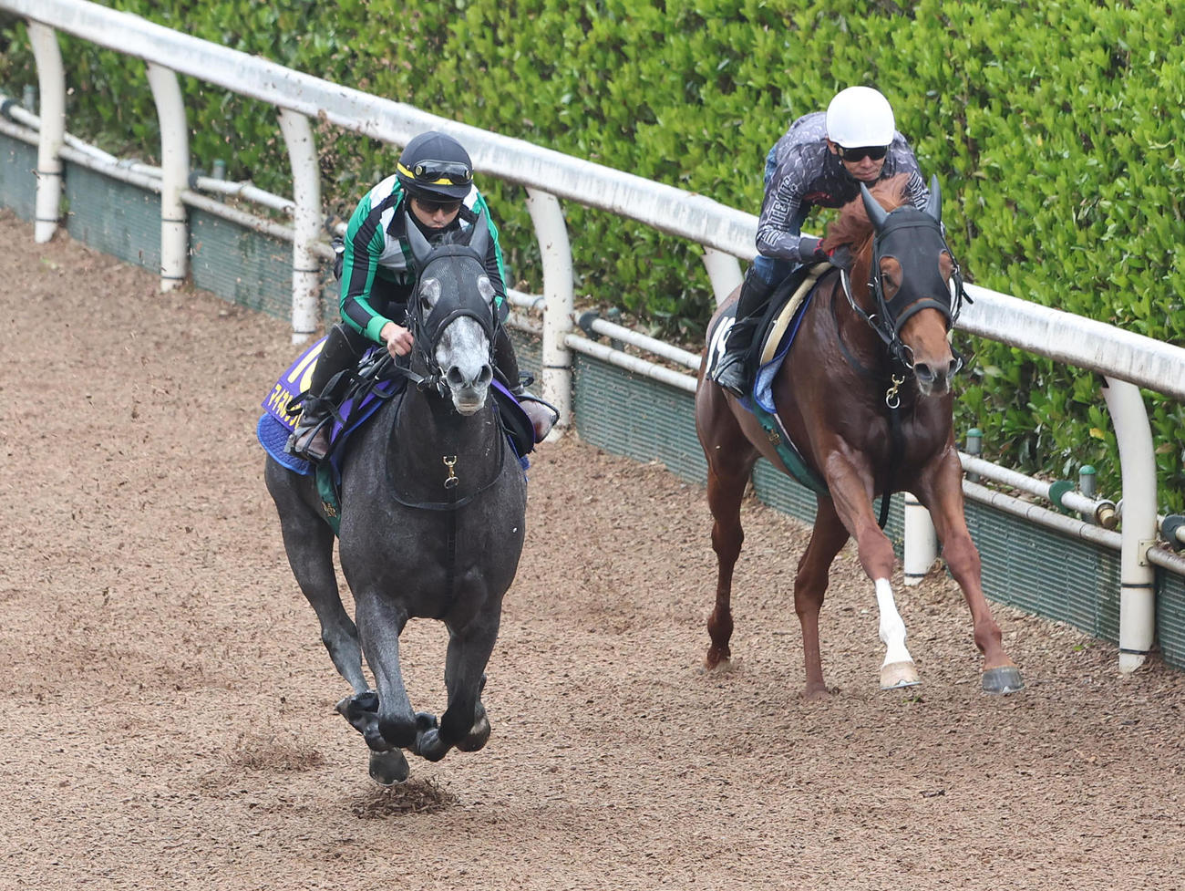 坂路をアナザーエース（右）と併せ馬で追い切るマイネルラウレア（撮影・白石智彦）