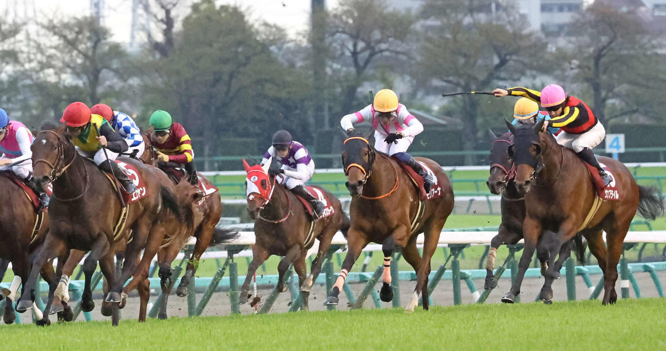 NZT2着に入ったウンブライル（右端）。左は勝ったエエヤン（撮影・丹羽敏通）