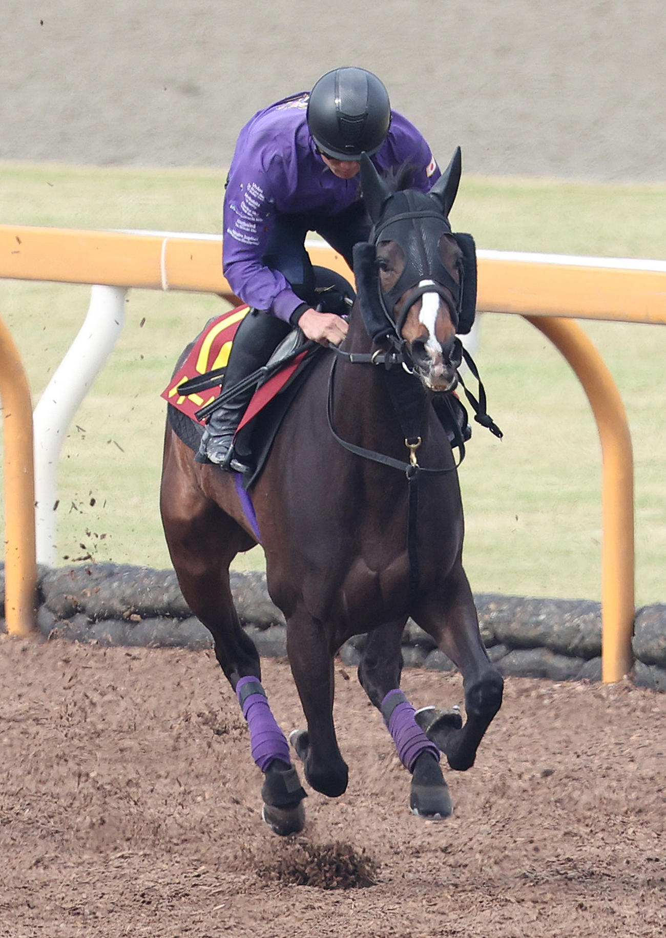 5日、Cウッドを併せ馬で追い切るハーパー