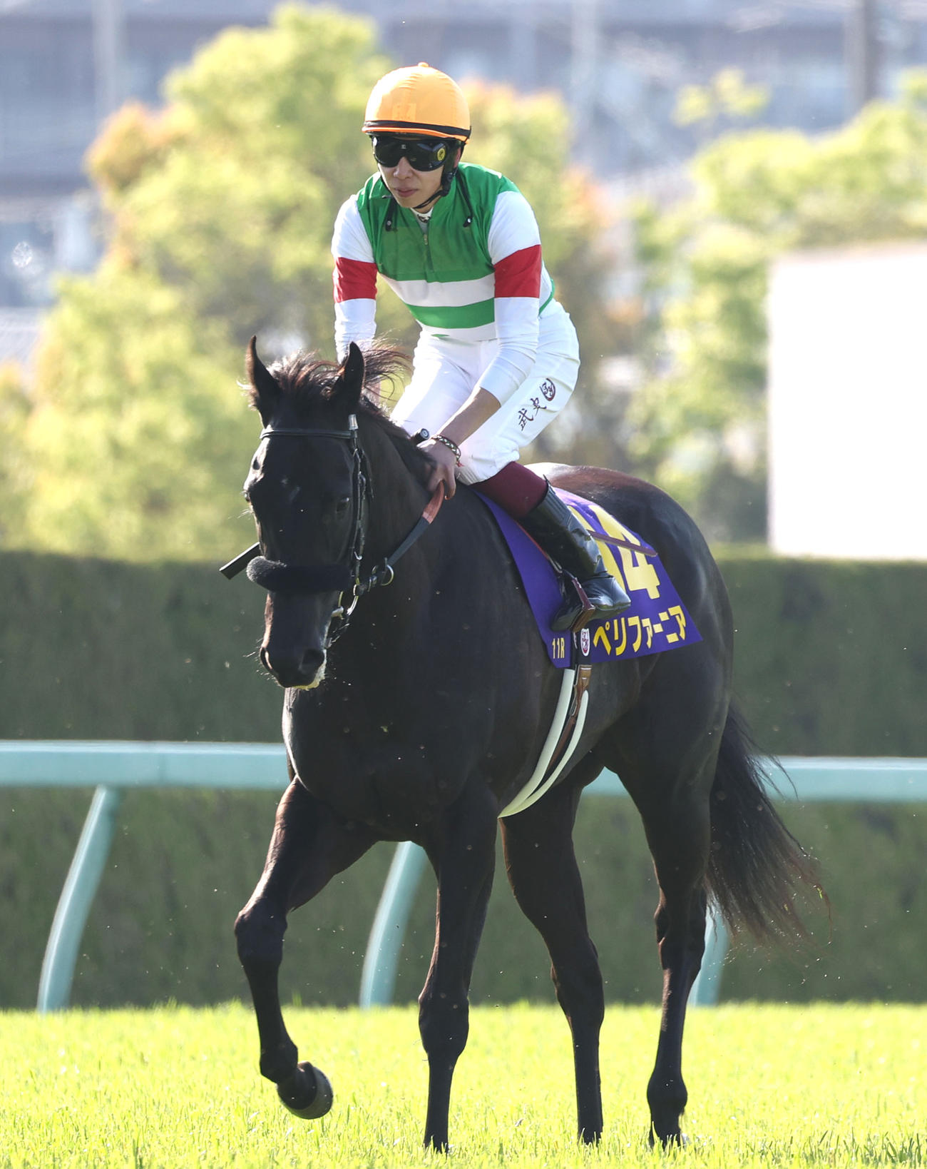 桜花賞3着に入ったペリファーニア（撮影・白石智彦）