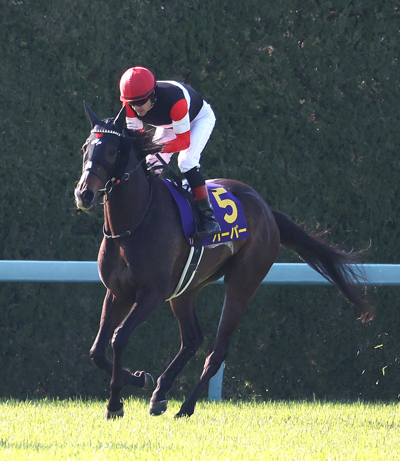 桜花賞、4着に敗れたハーパー（撮影・白石智彦）