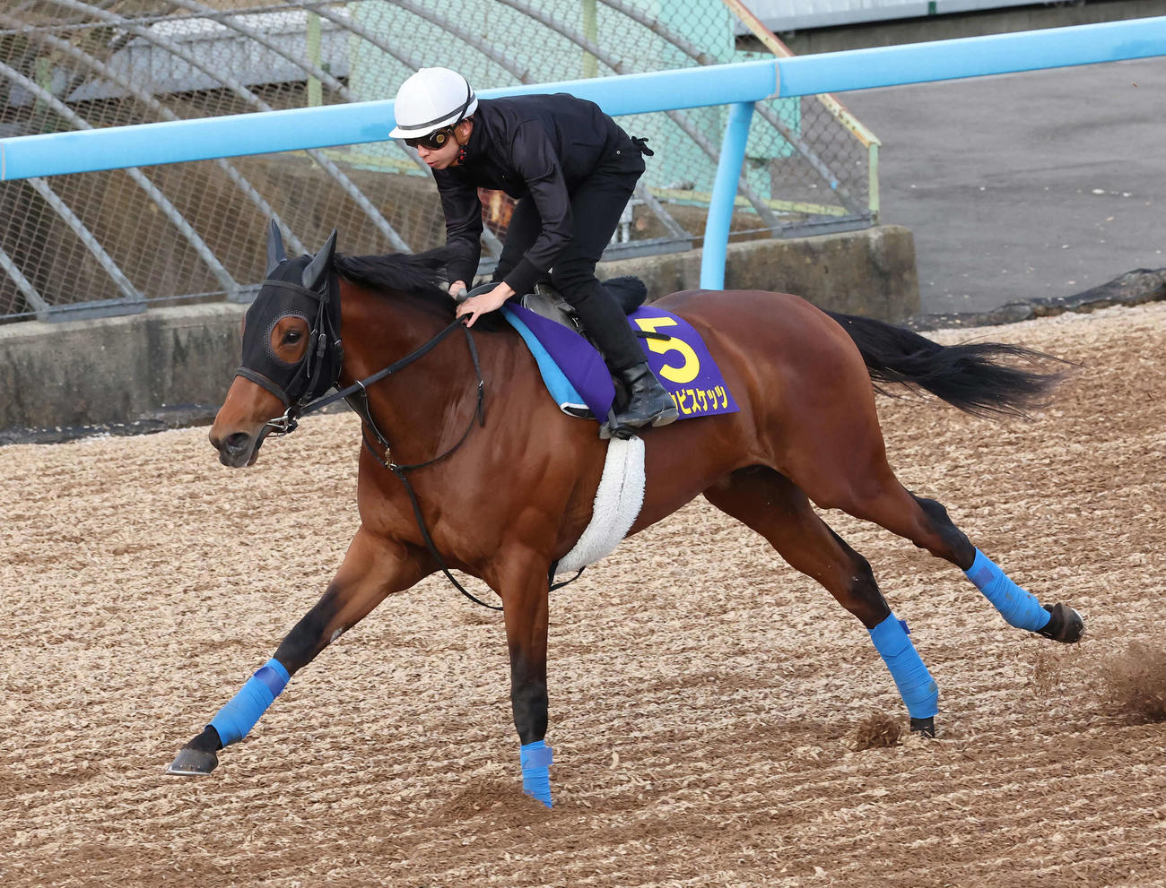ホウオウビスケッツは横山和騎手を背に美浦ウッドを単走で追い切られた（2023年4月6日撮影）
