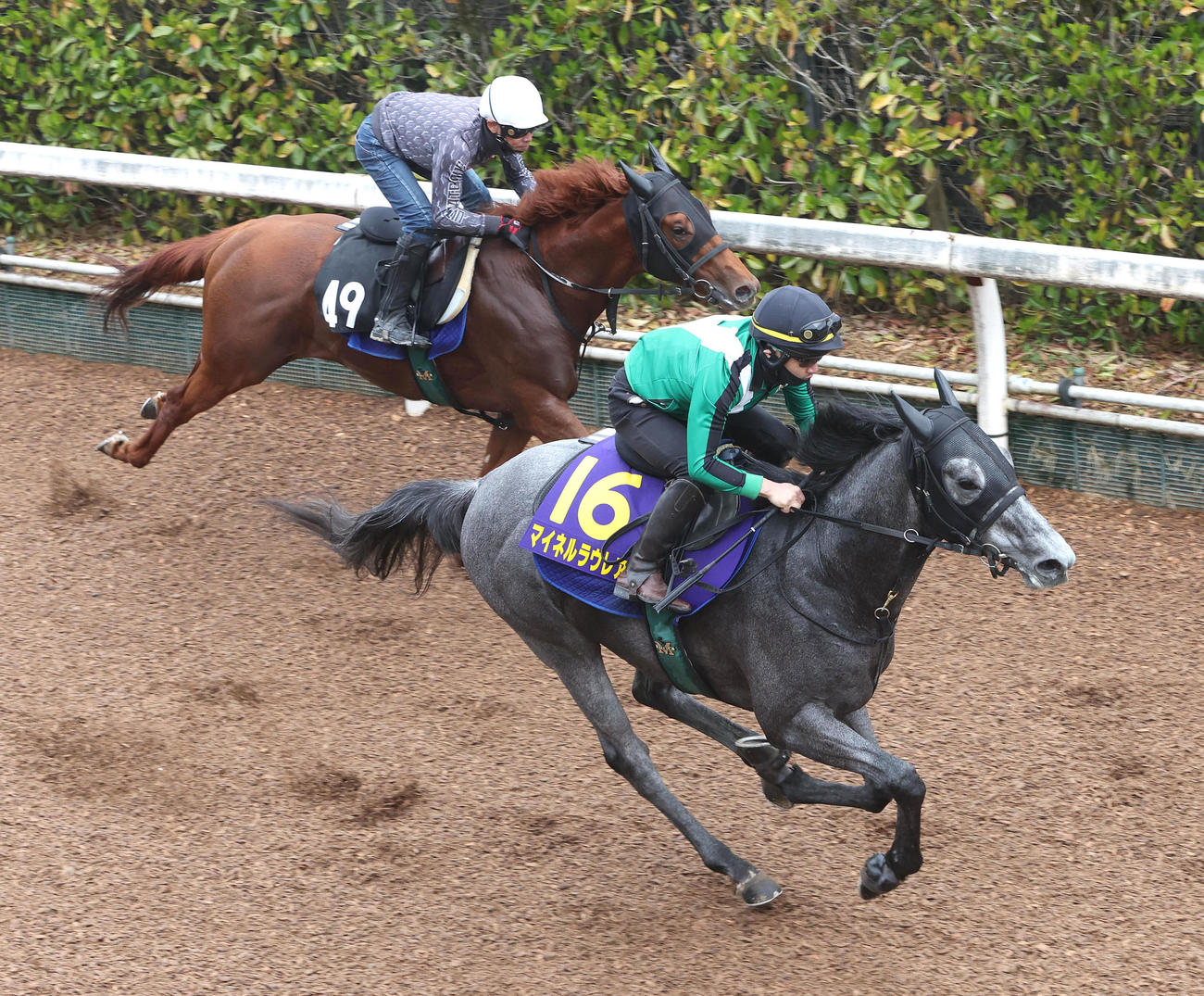 4月6日、併せ馬で追い切るマイネルラウレア（右）