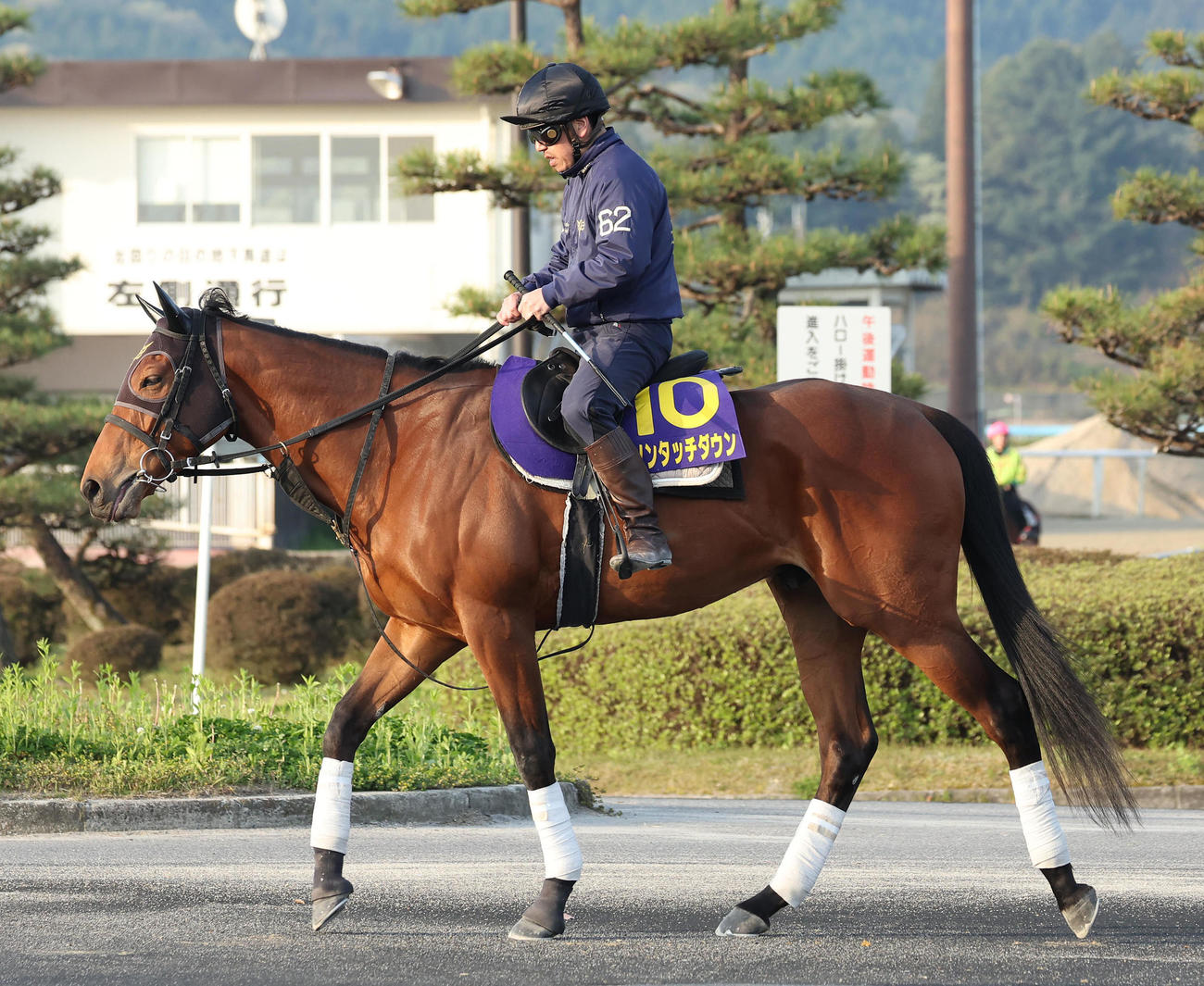 厩舎周りで運動するダノンタッチダウン（撮影・白石智彦）