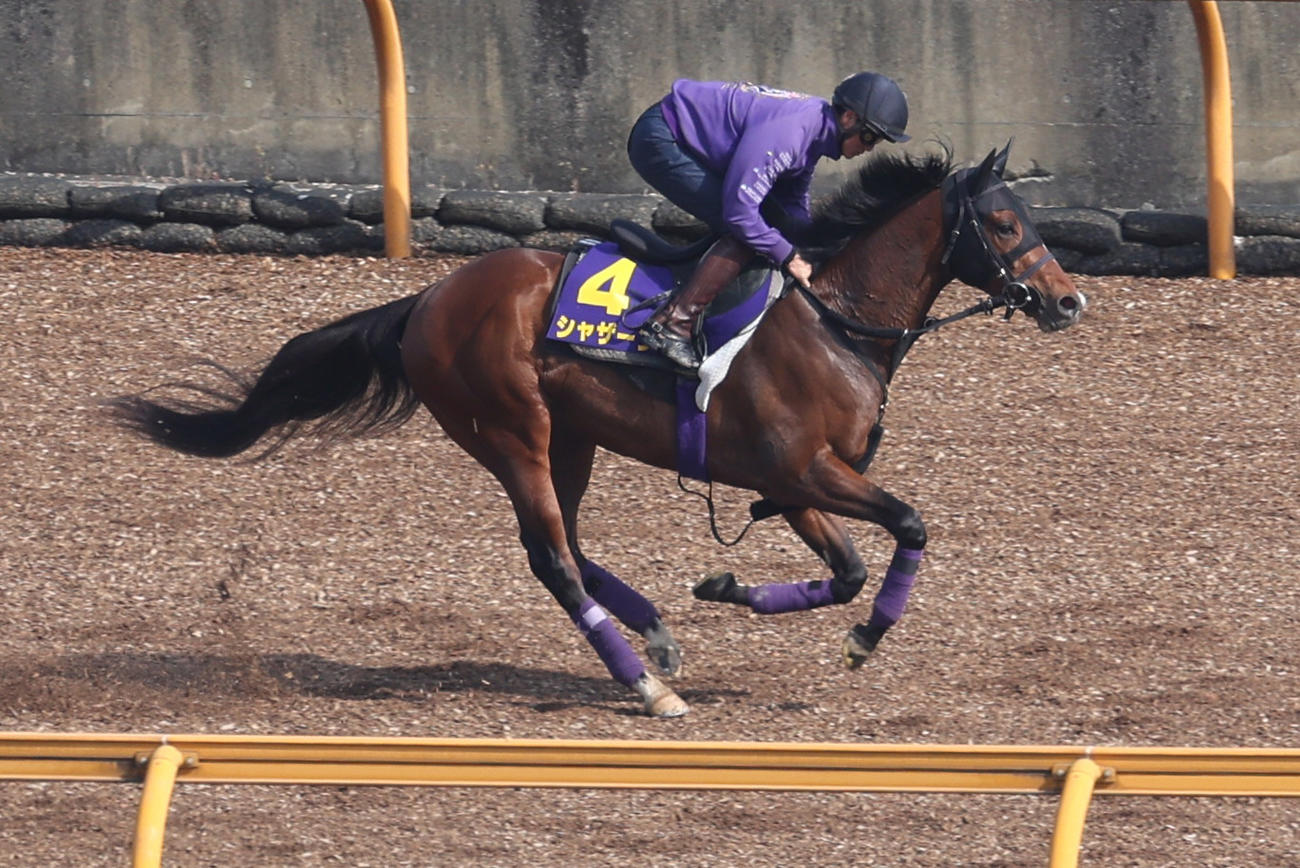 Cウッドコースで調整されるシャザーン