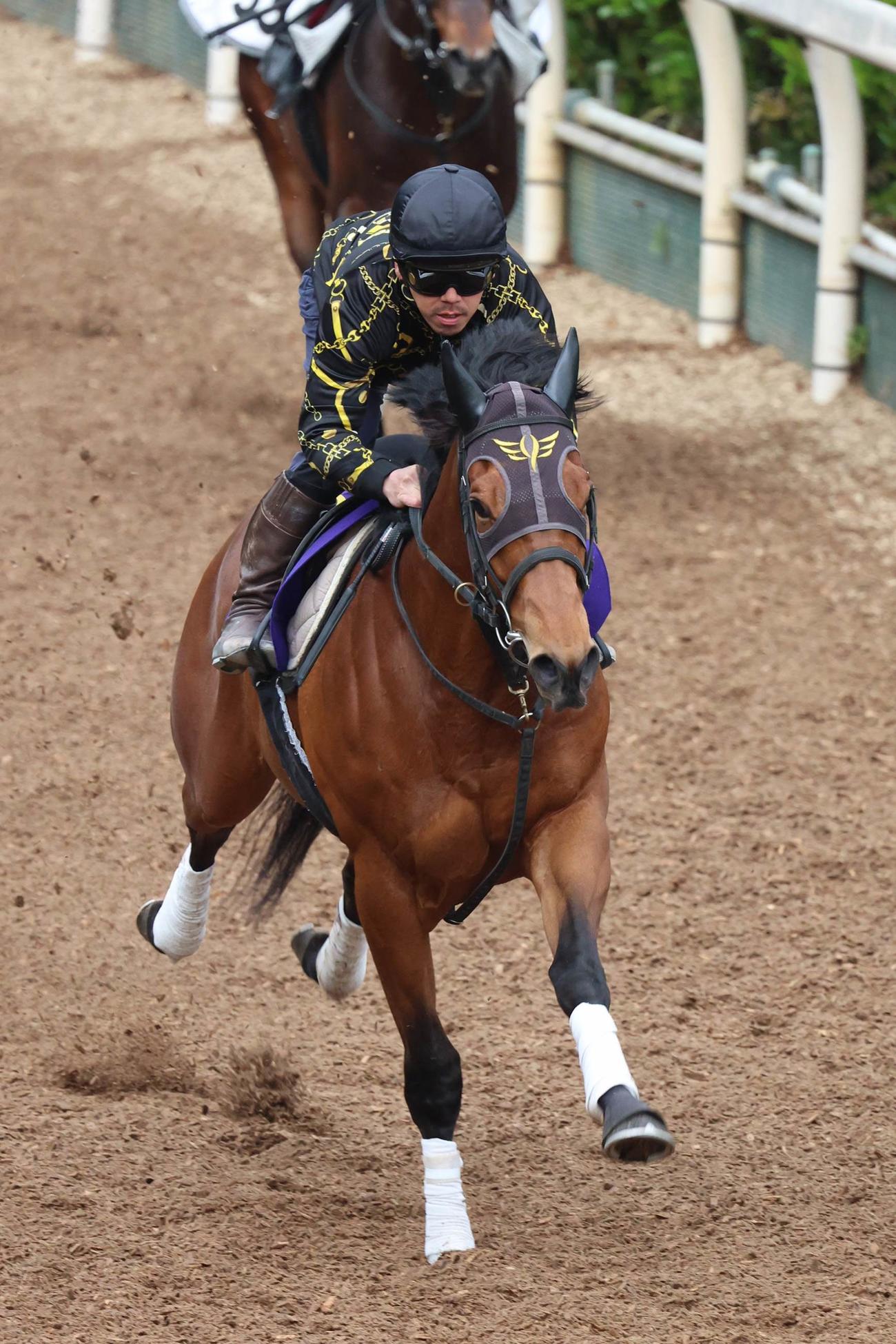 坂路で併せ馬に大差先着するダノンタッチダウン