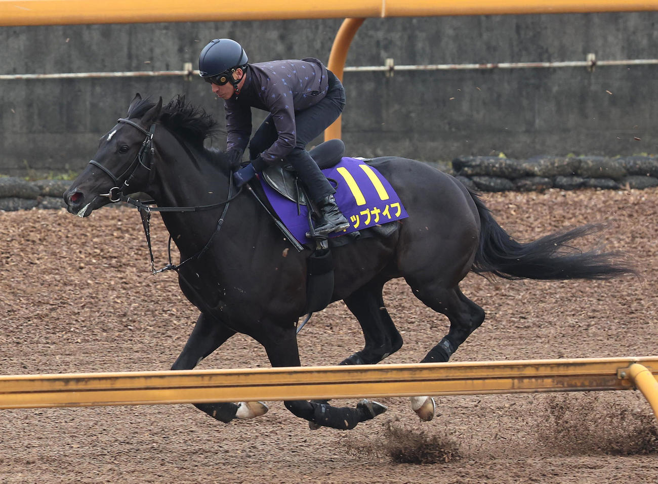 横山典騎手を背にCウッドを単走で追い切るトップナイフ（撮影・白石智彦）