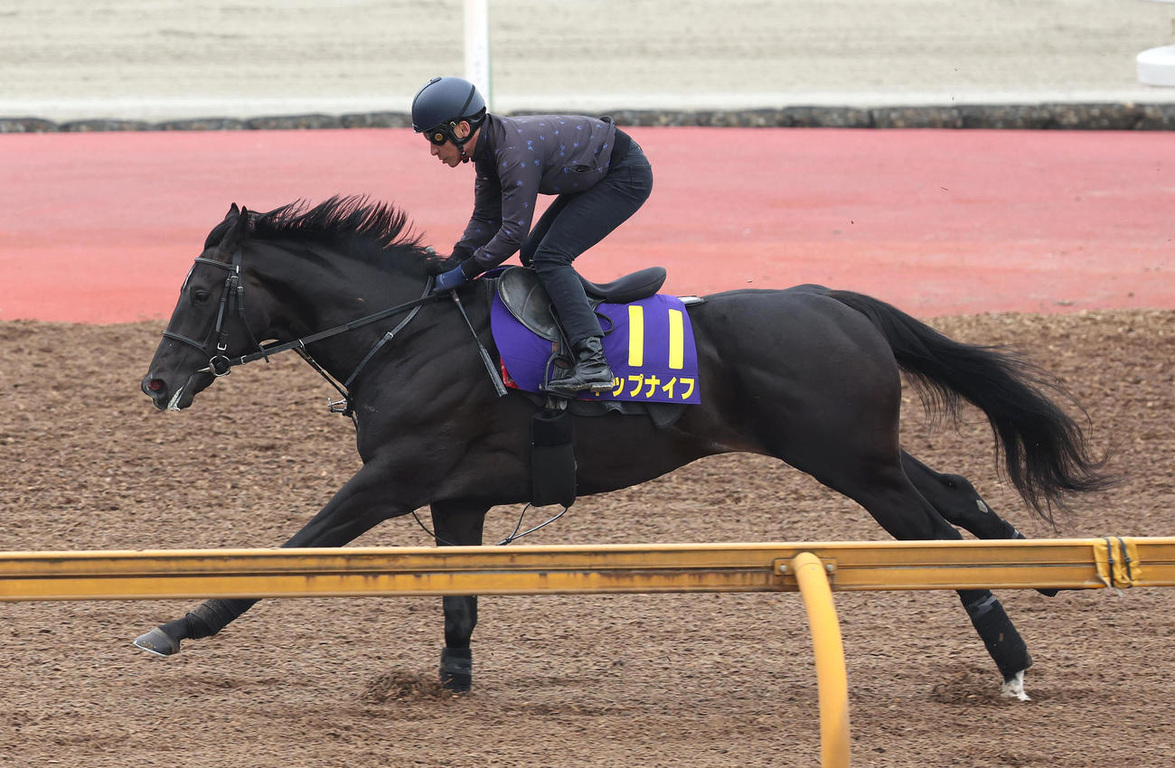 横山典騎手を背にCウッドを単走で追い切るトップナイフ（撮影・白石智彦）
