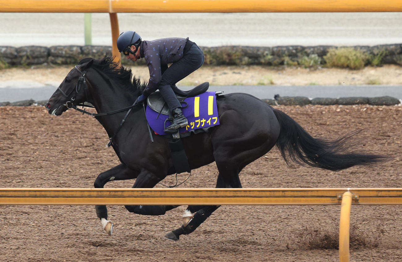 横山典騎手を背にCウッドを単走で追い切るトップナイフ（撮影・白石智彦）