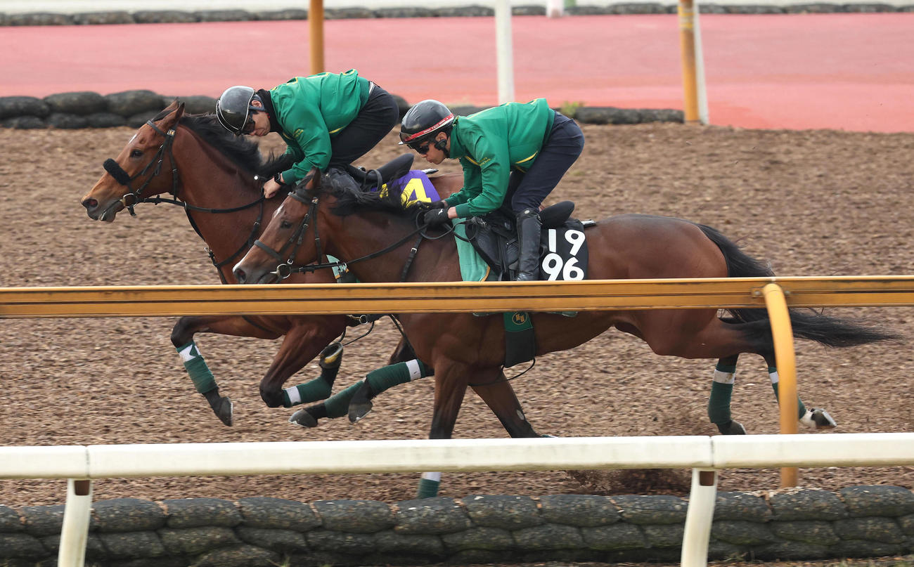 Cウッドをマコトヴェリーキー（右）と併せ馬で追い切るベラジオオペラ（撮影・白石智彦）
