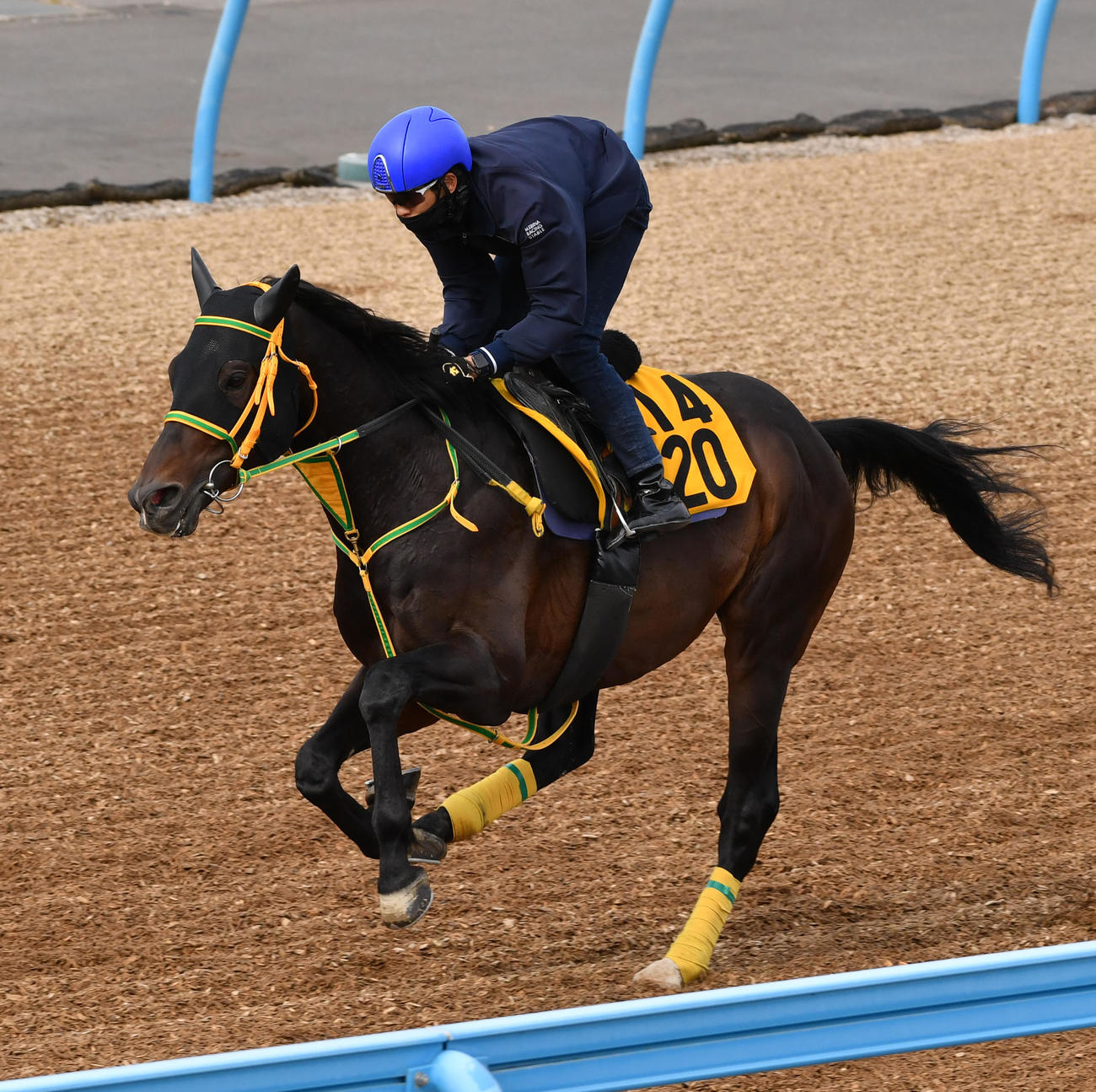 ウッドチップで追い切るビレッジイーグル（撮影・柴田隆二）