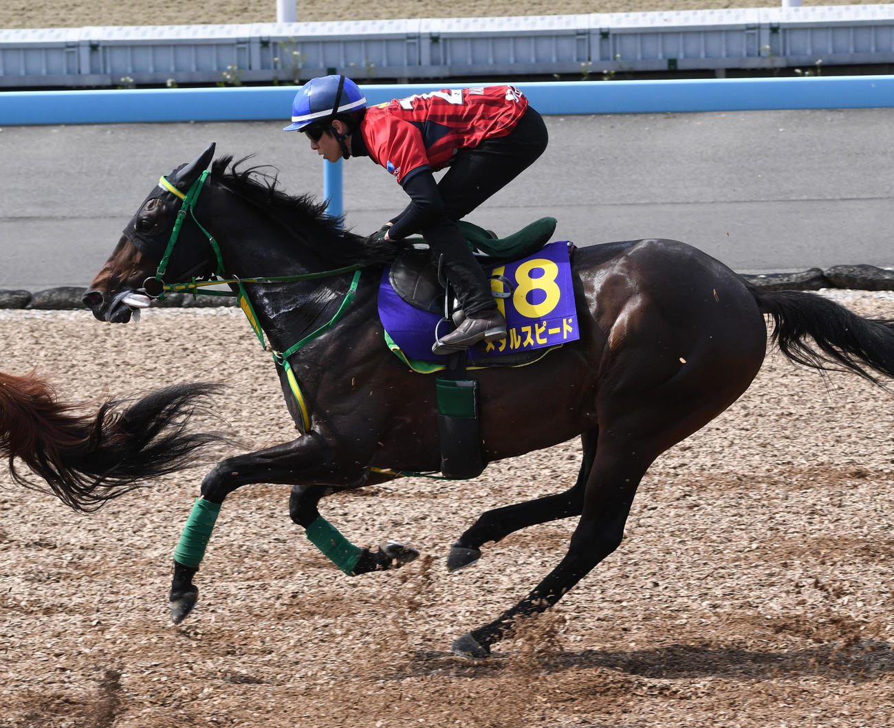 3頭併せで追い切るメタルスピード（撮影・柴田隆二）
