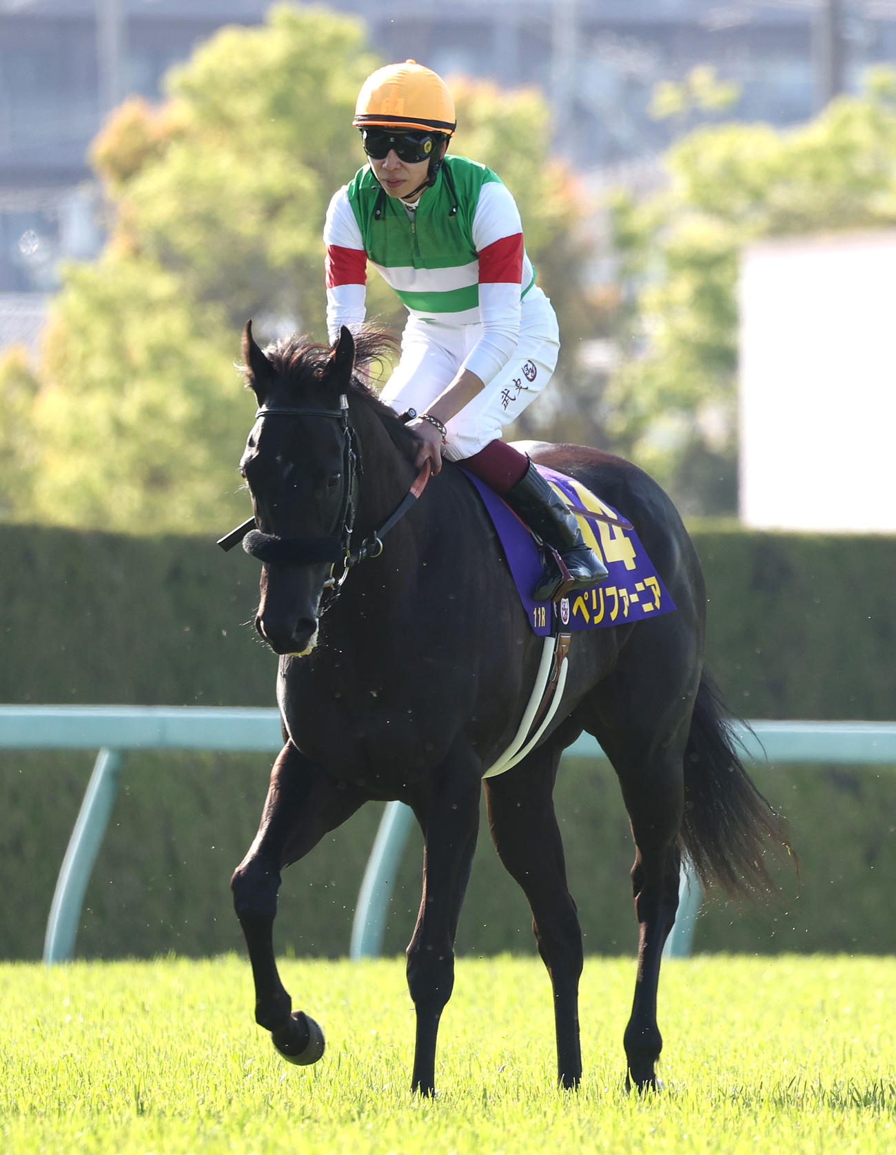 桜花賞、3着に入ったペリファーニア（2023年4月9日撮影）