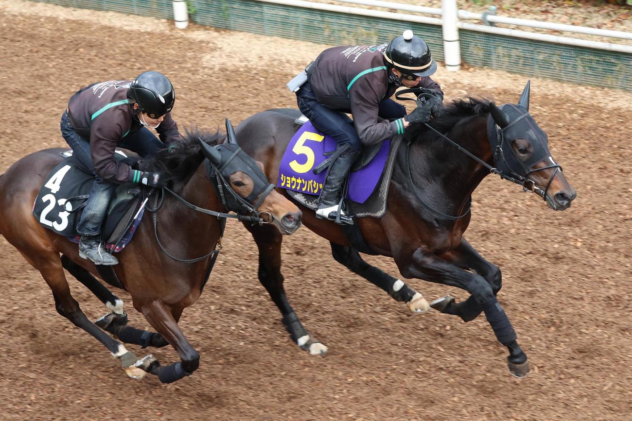 坂路でサトノラピス（左）と併せたショウナンバシット