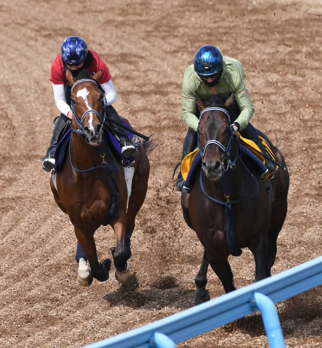 横山武騎手を背にソールオリエンス（左）はヴァーンフリートと併せて追い切る（撮影・柴田隆二）
