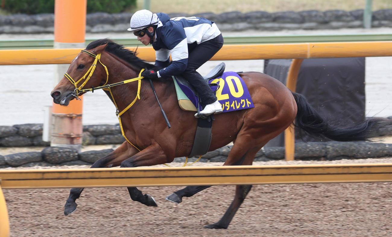 CWコースにて併せ馬で追い切るワンダイレクト