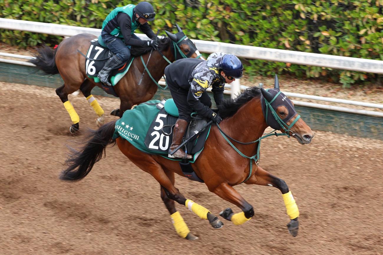 坂路で併せ馬に先着するショーモン
