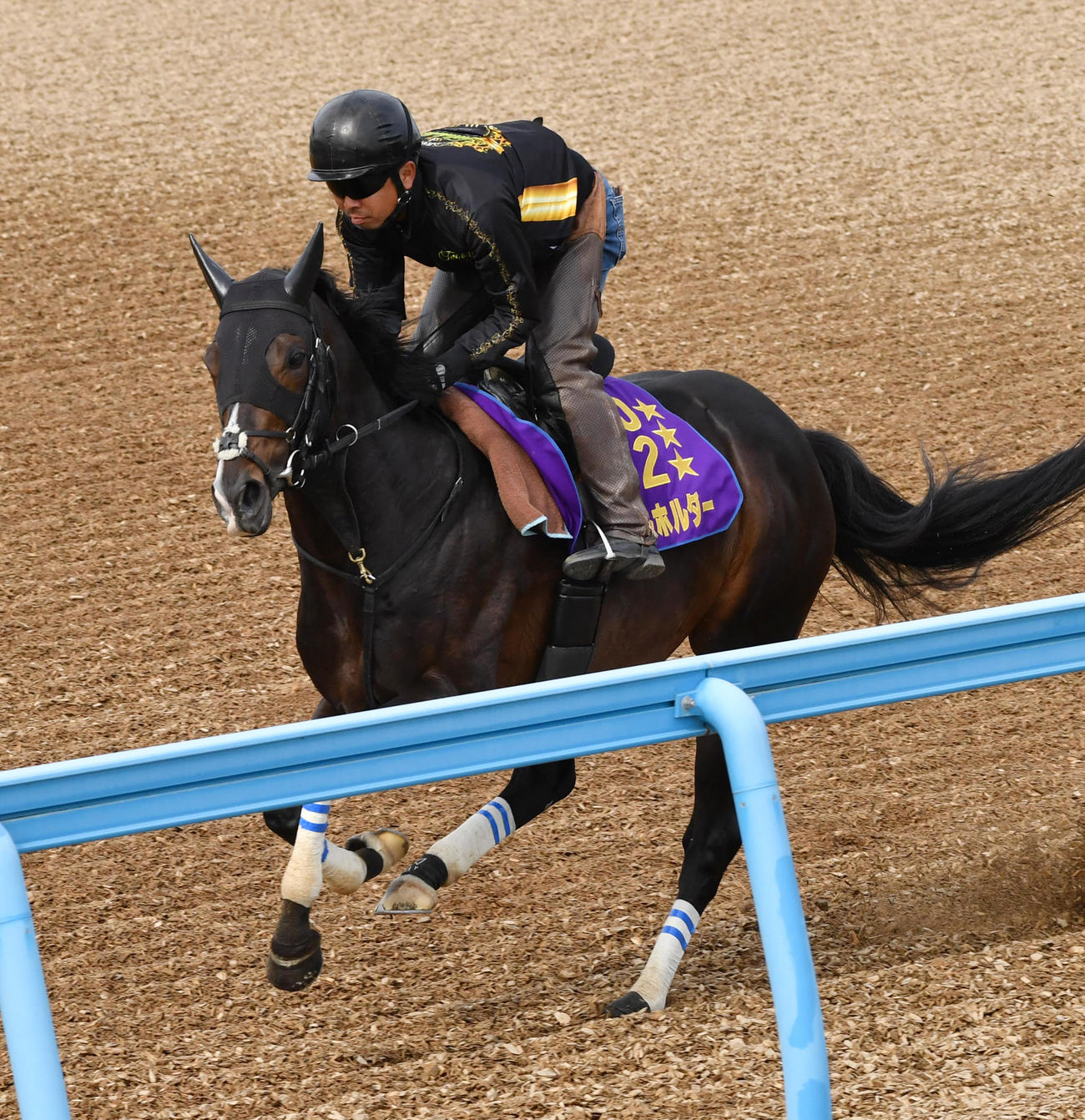 天皇賞の2週前追い切りするタイトルホルダー（撮影・柴田隆二）