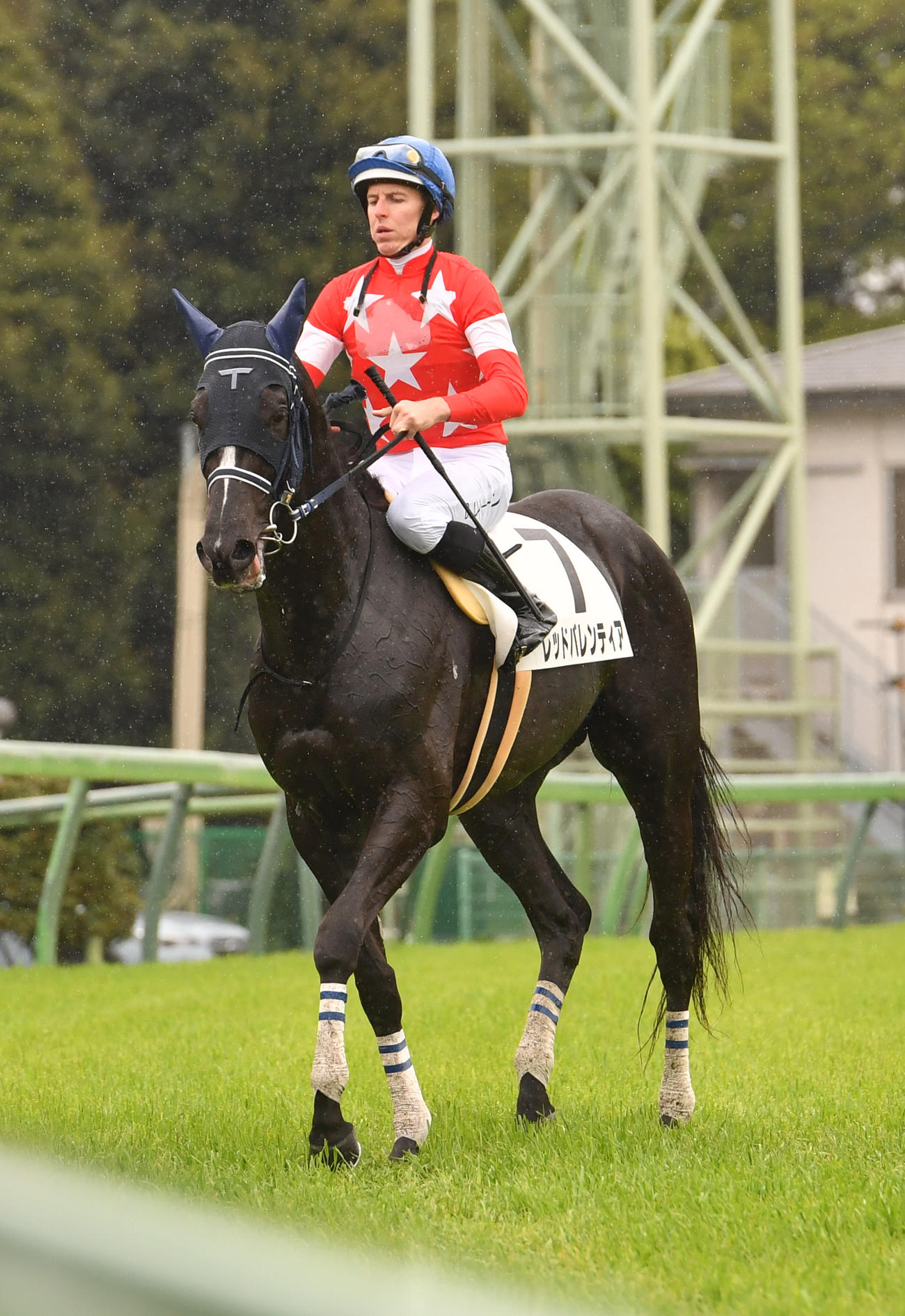 中山5R　1着のレッドバレンティアとレーン騎手（撮影・柴田隆二）