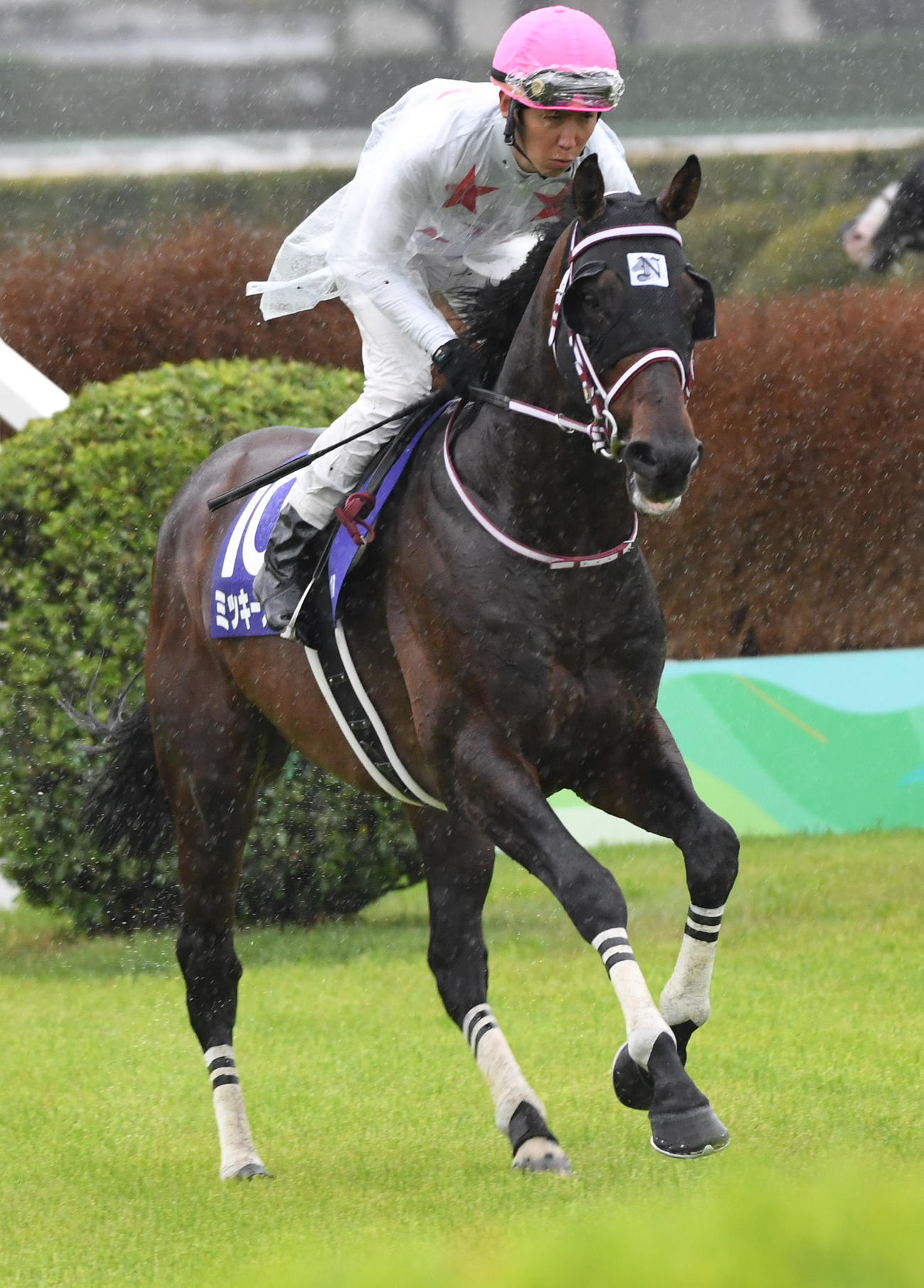 中山グランドJで2着に敗れたミッキーメテオと五十嵐騎手（撮影・柴田隆二）