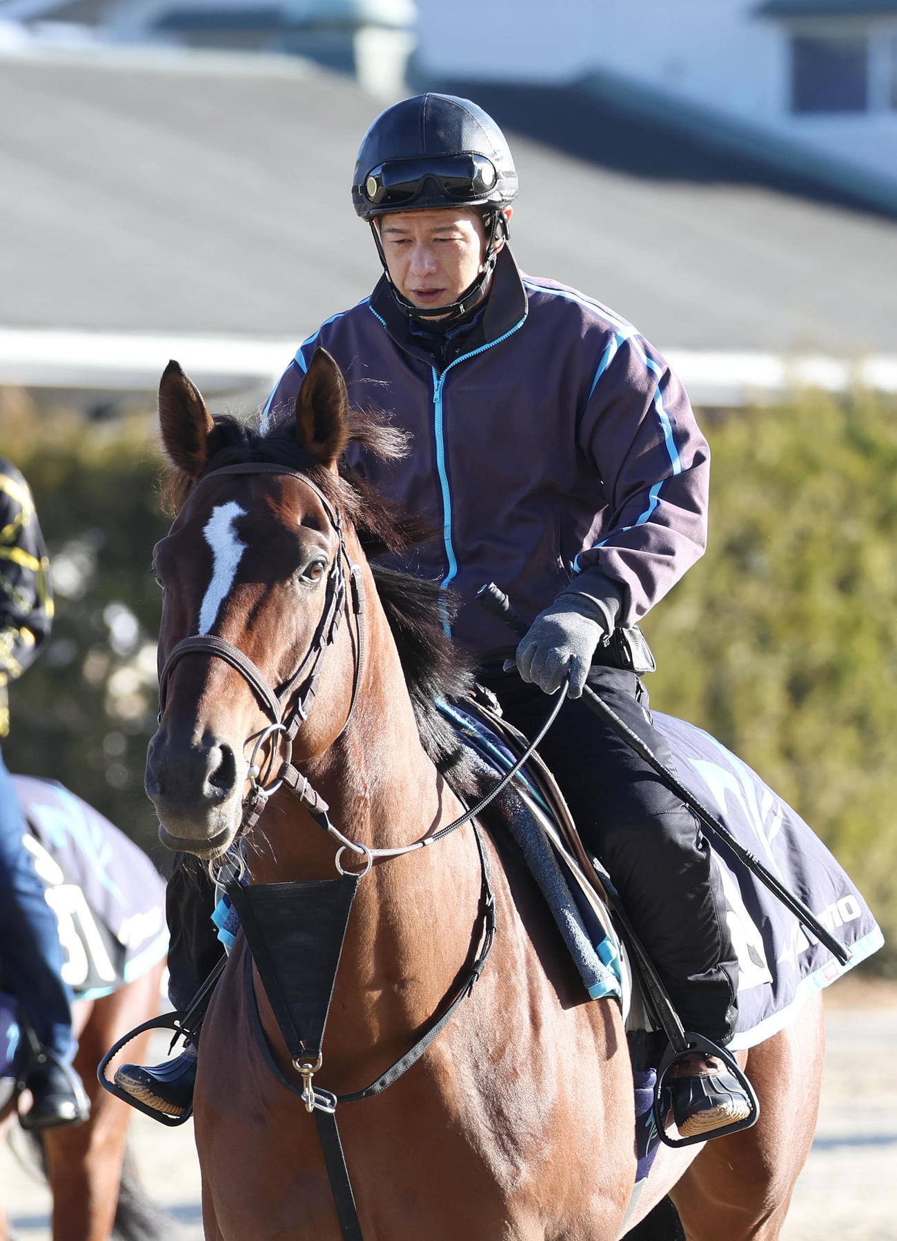 運動するカレンルシェルブル（2023年1月3日撮影）