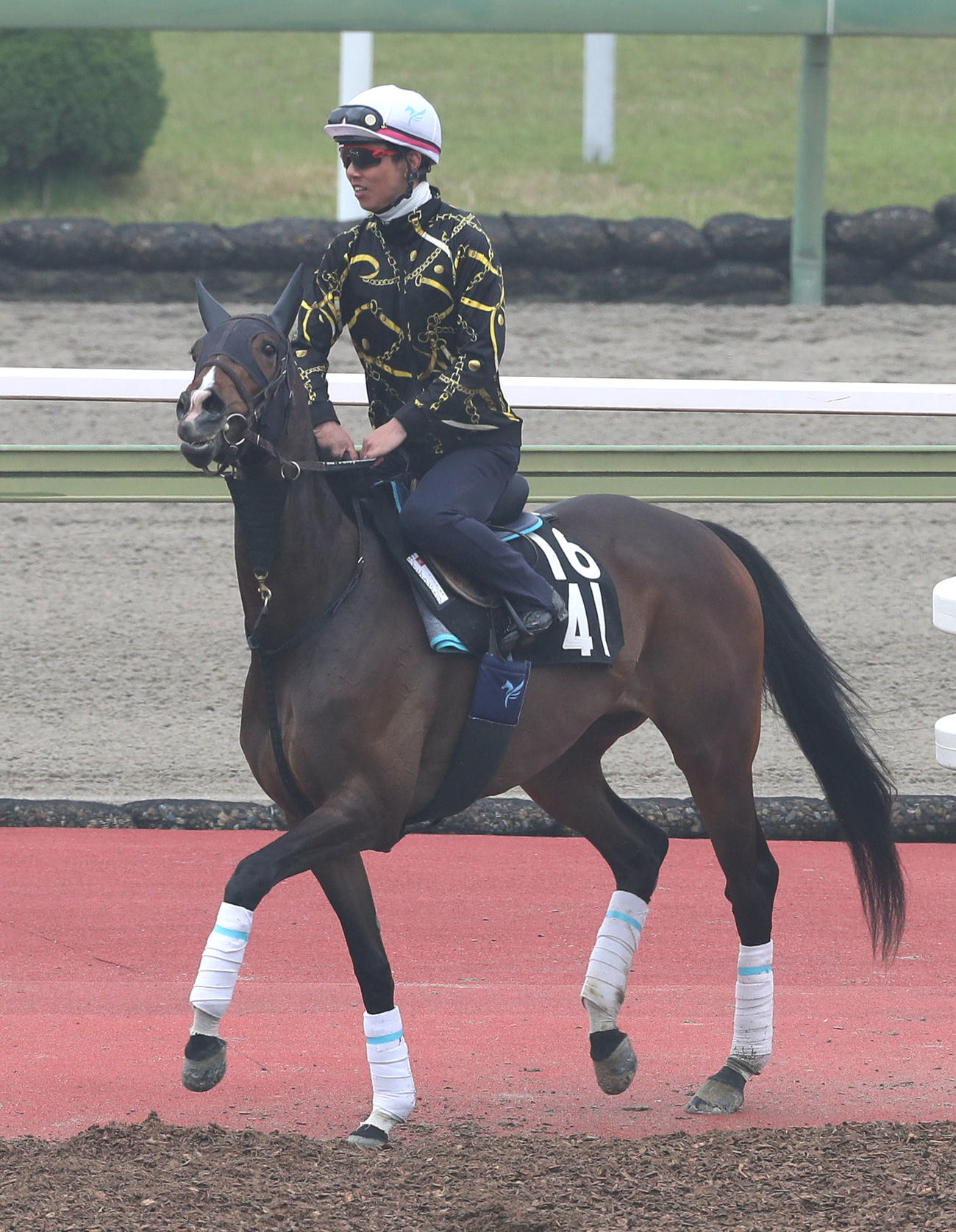 馬場入りするイングランドアイズ（撮影・白石智彦）