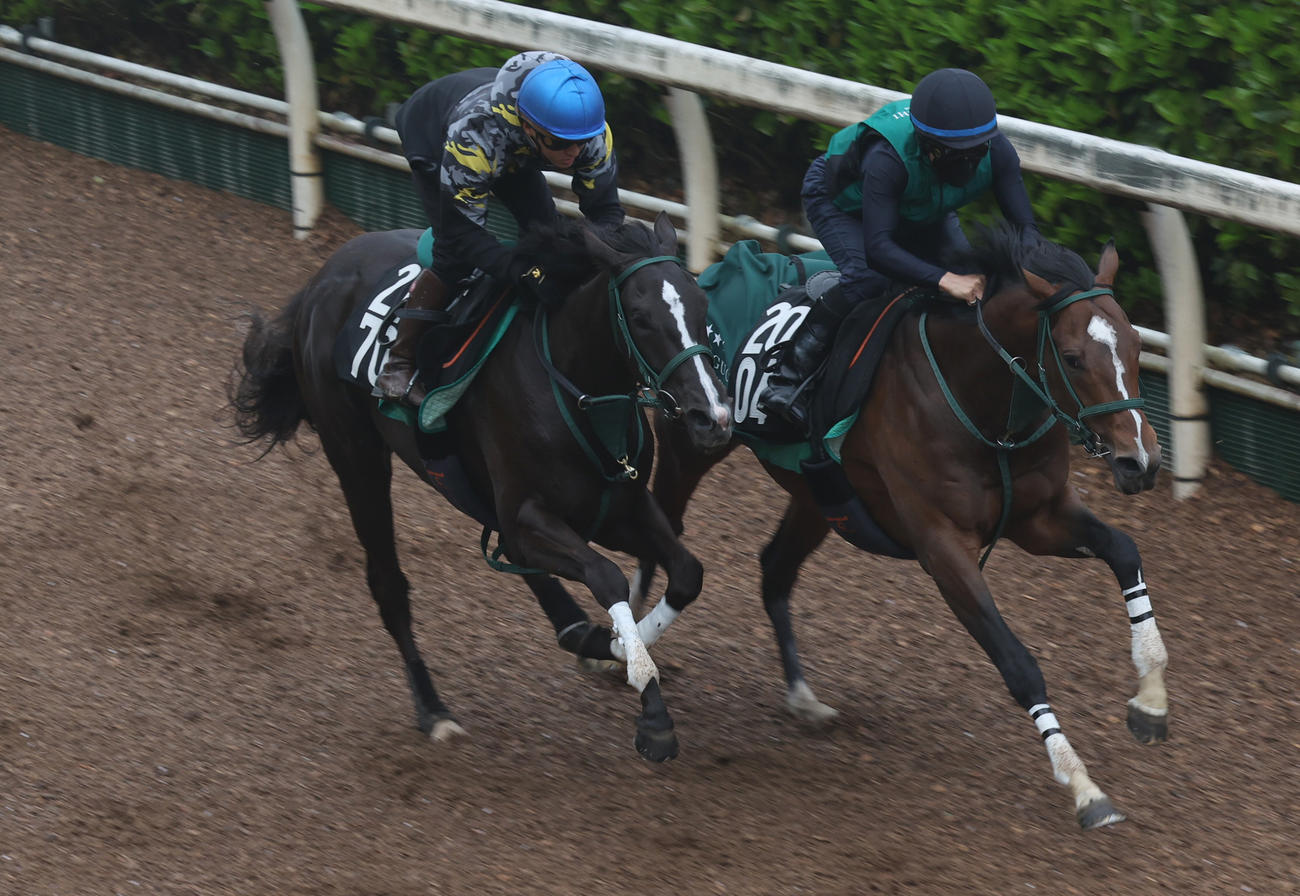 鮫島克駿騎手を背に坂路で併せ馬で追い切るブライトジュエリー（左）