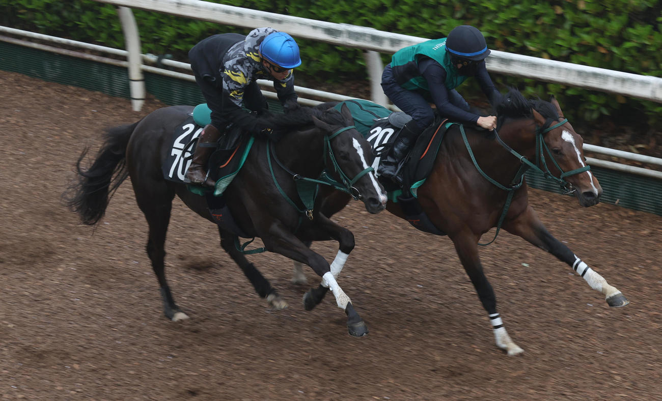 鮫島克駿騎手を背に坂路で併せ馬で追い切るブライトジュエリー（左）