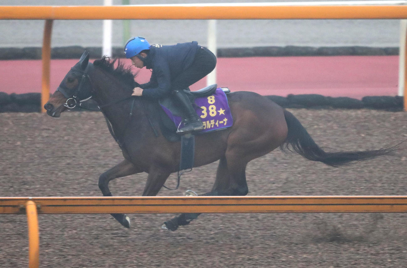 団野騎手を背にCウッドを単走で追い切るジェラルディーナ（撮影・白石智彦）