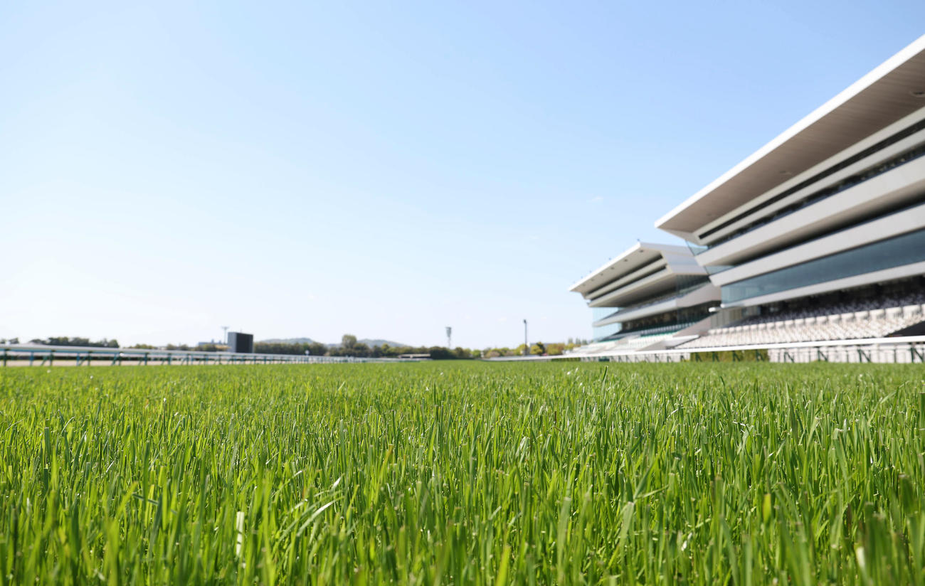 京都競馬場内覧会でお披露目された芝コース（2023年4月10日撮影）