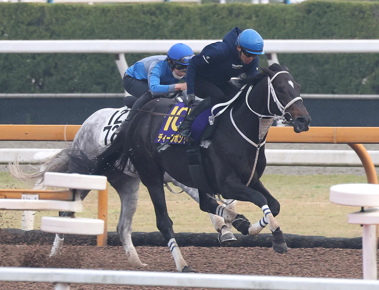 ディープボンド（右）は和田竜騎手を背に、Cウッドでダノンピーカブーと併せて追い切る（撮影・白石智彦）