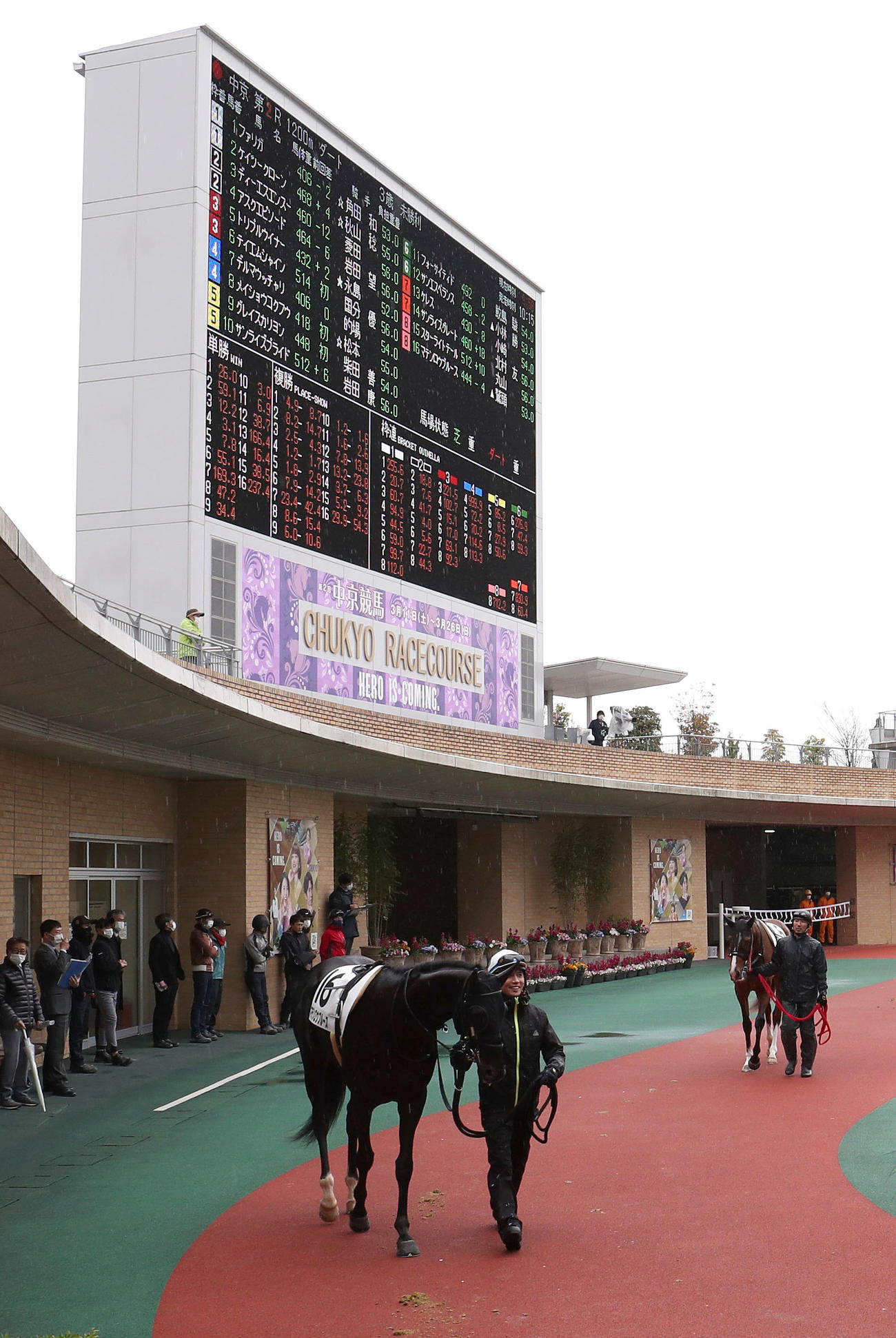 3月18日、パドックで浅野厩舎のマテンロウブルースを引く渡辺師（中央）