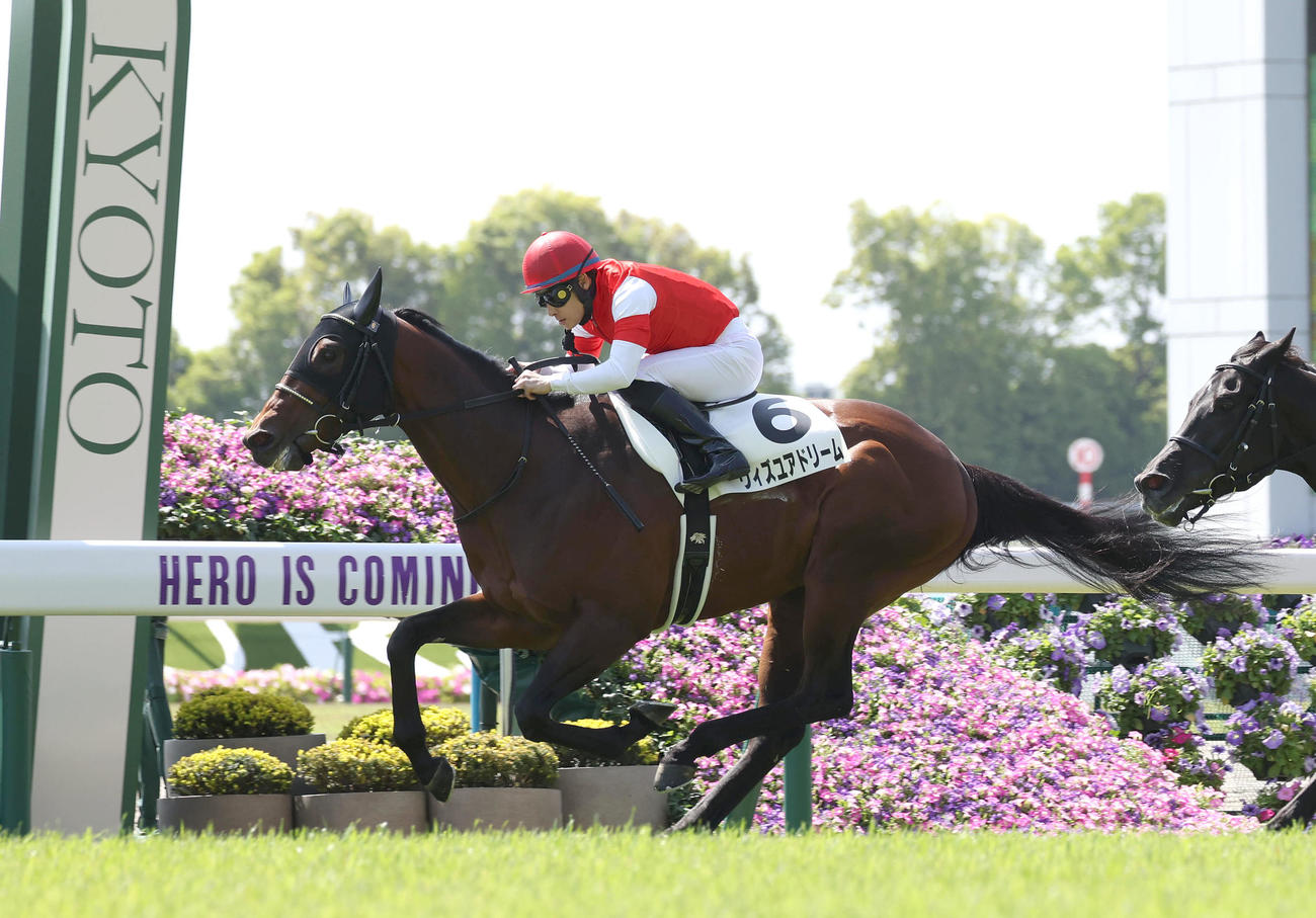 新装京都競馬場のオープニングレースを制したウィズユアドリームと吉田隼騎手（撮影・白石智彦）