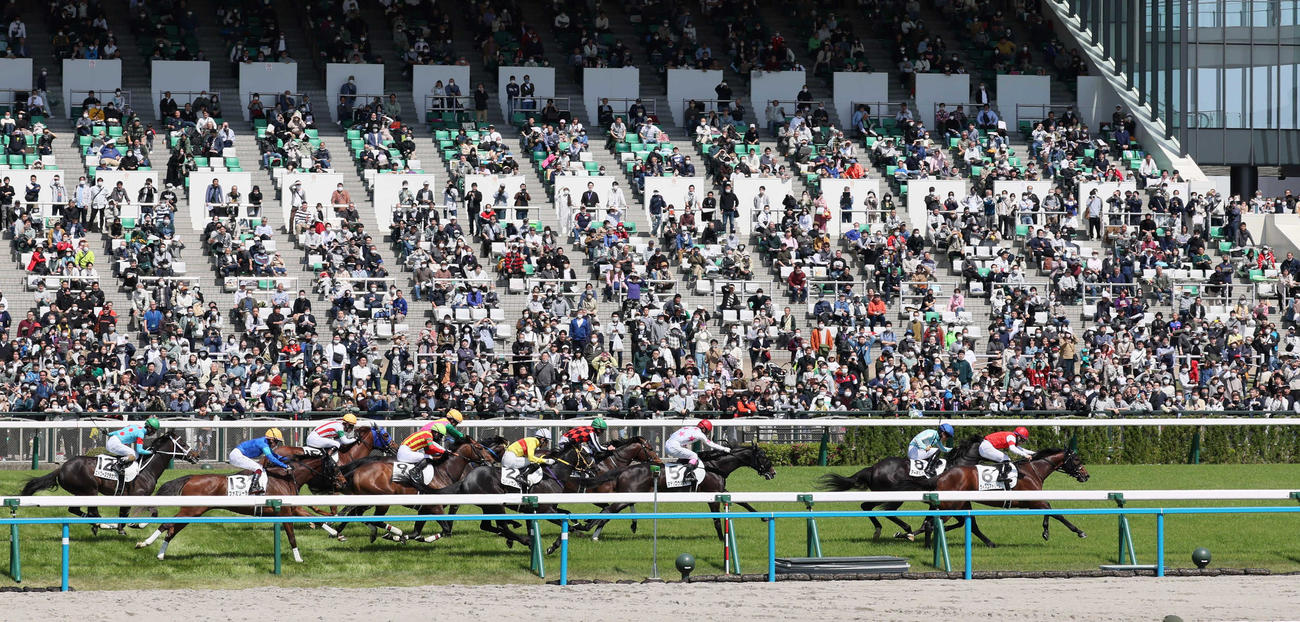 ファンが見守る中、リニューアルされた京都競馬場で芝コースを疾走する各馬（代表撮影）