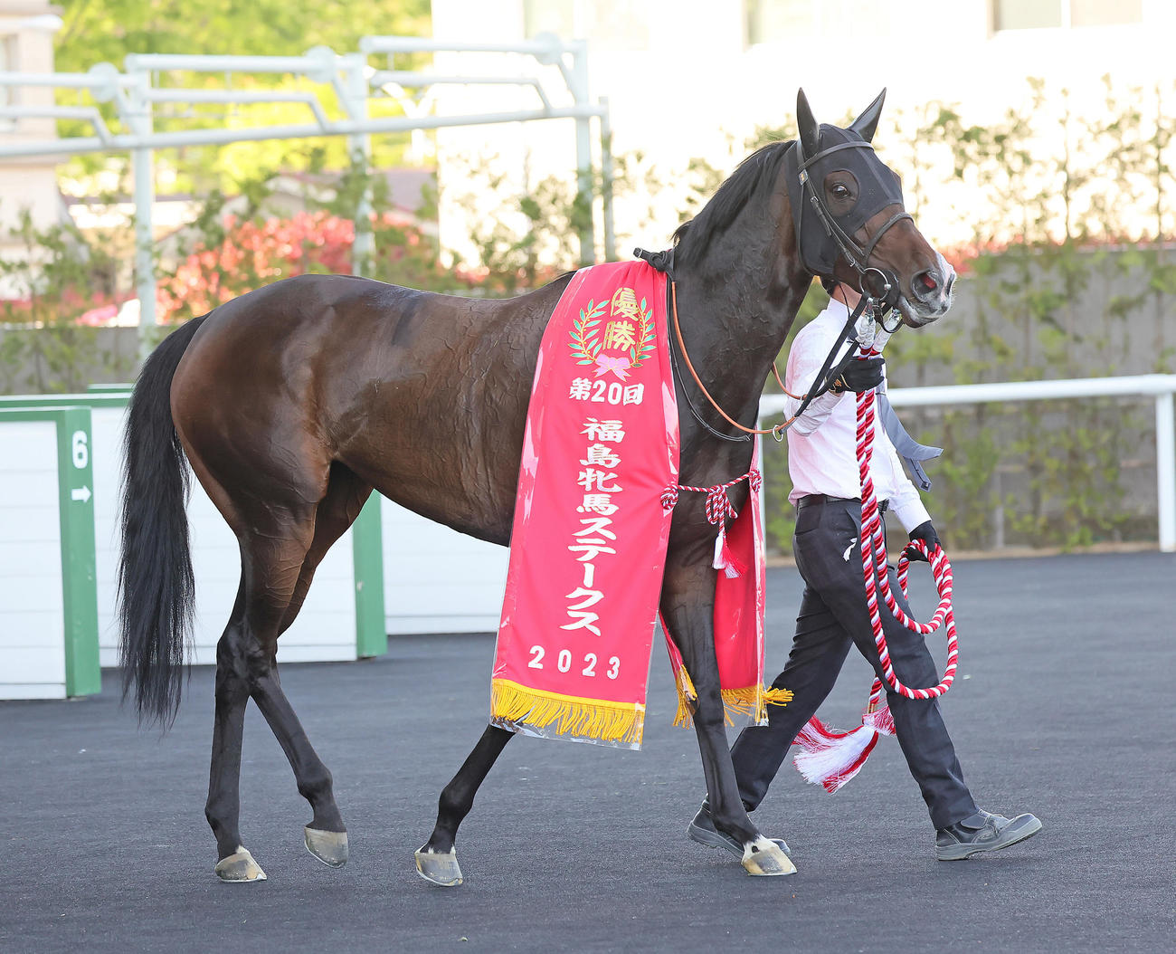 福島牝馬Sを制したステラリア（撮影・足立雅史）