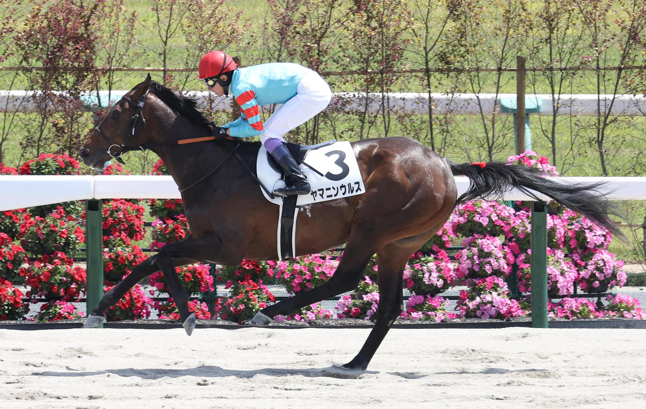 京都6R、直線抜け出して3歳1勝クラスを制したヤマニンウルス（撮影・白石智彦）
